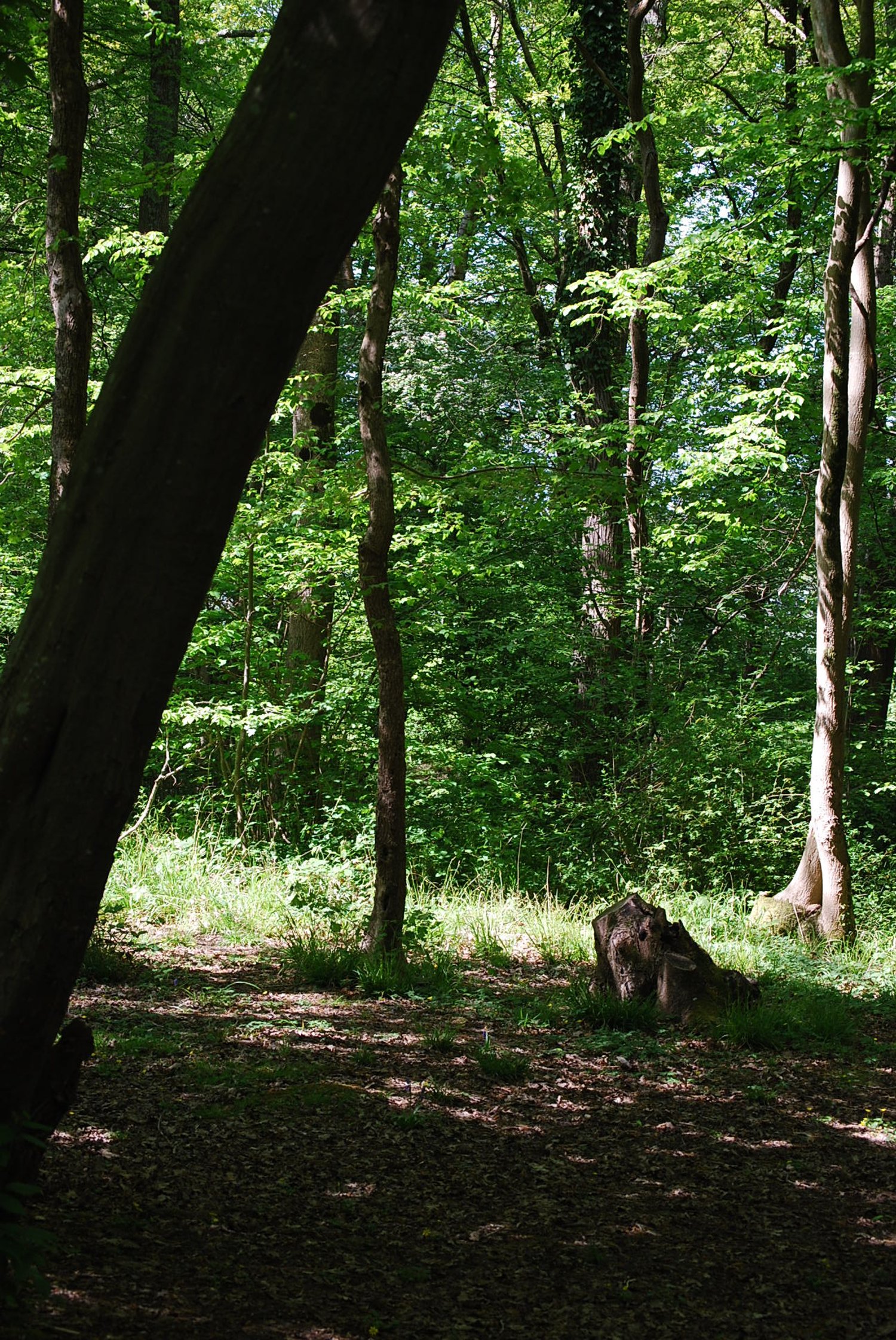Forest Bathing Poynings 1.JPG