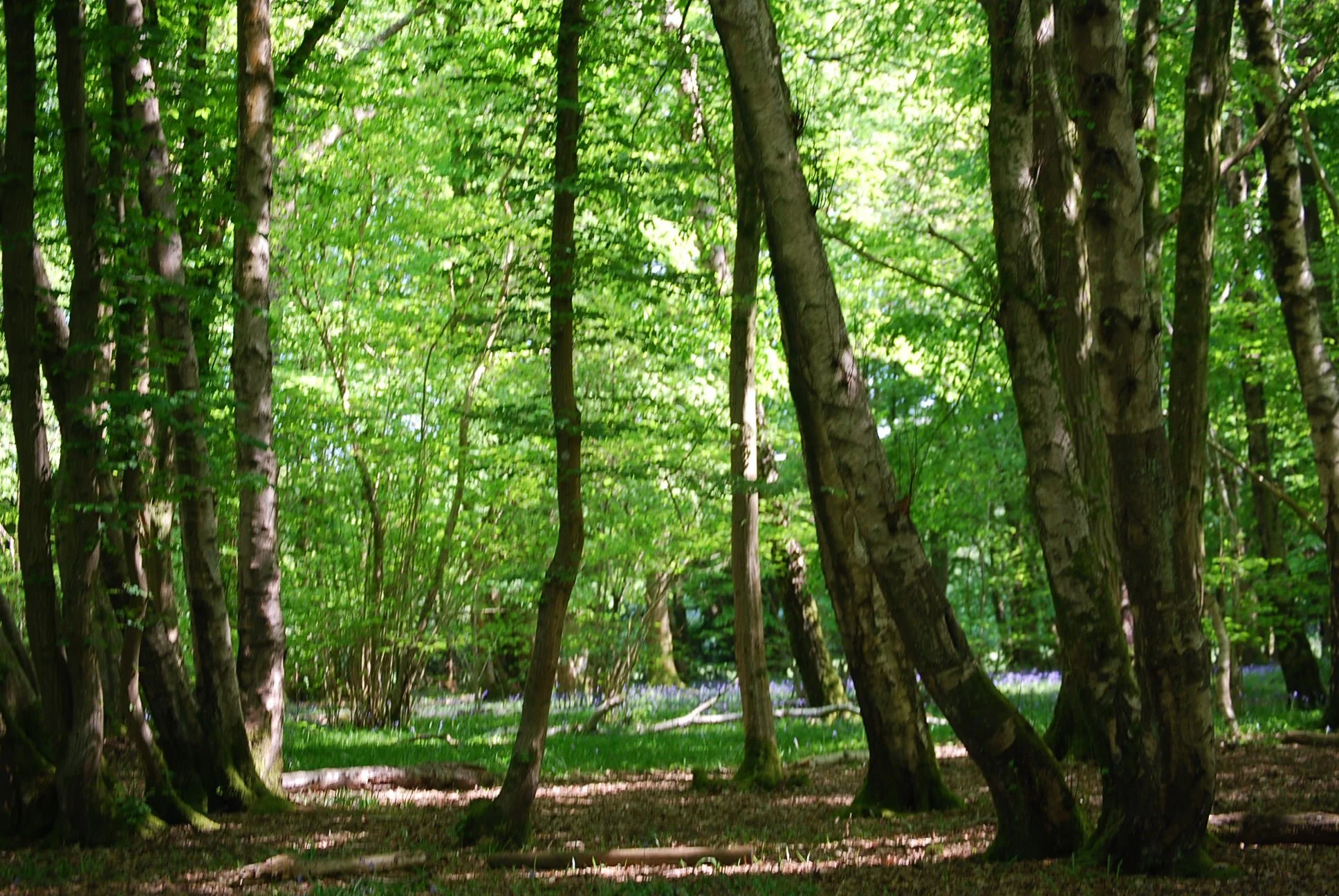 Forest Bathing Poynings 3.JPG