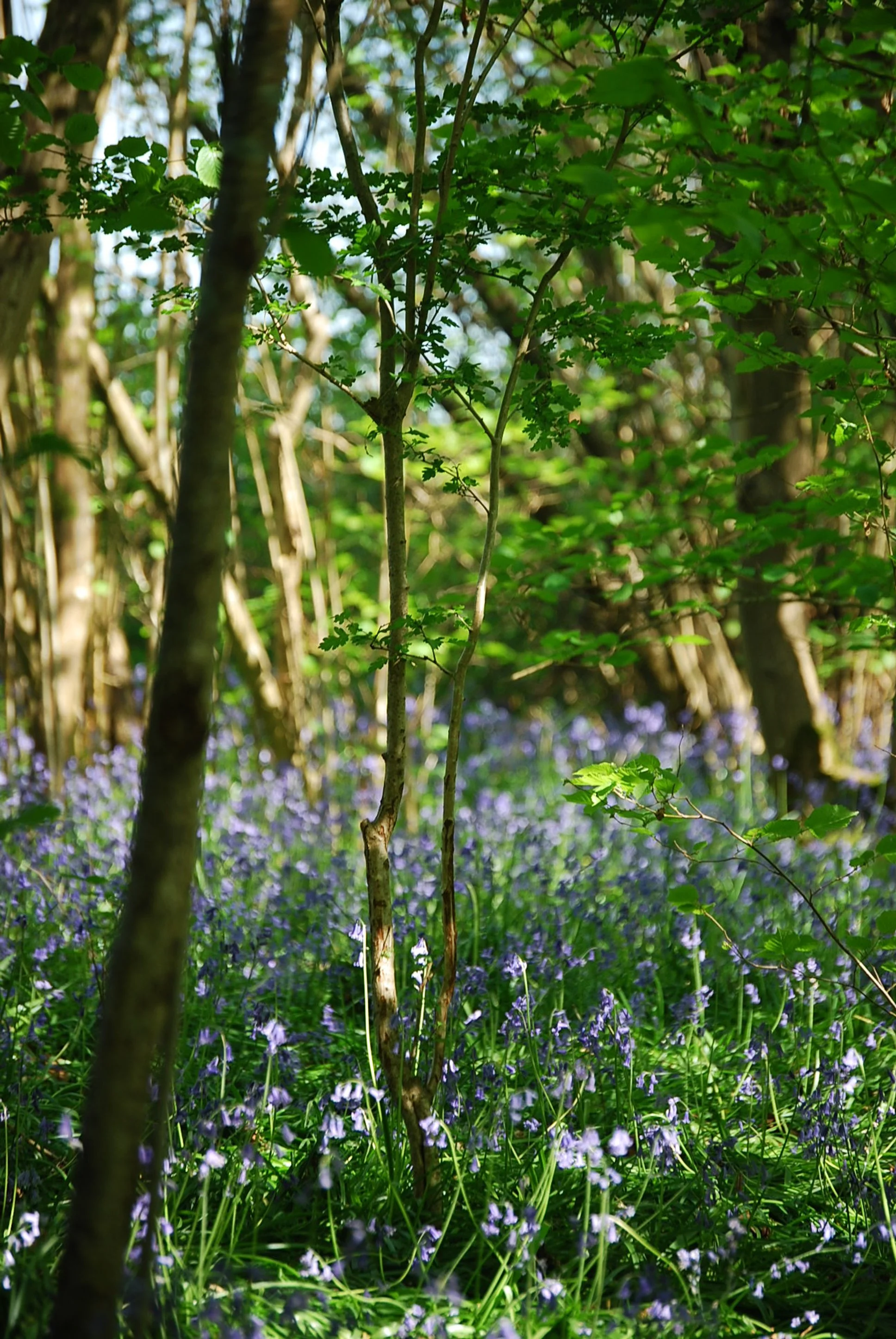 Forest Bathing Poynings 4.JPG