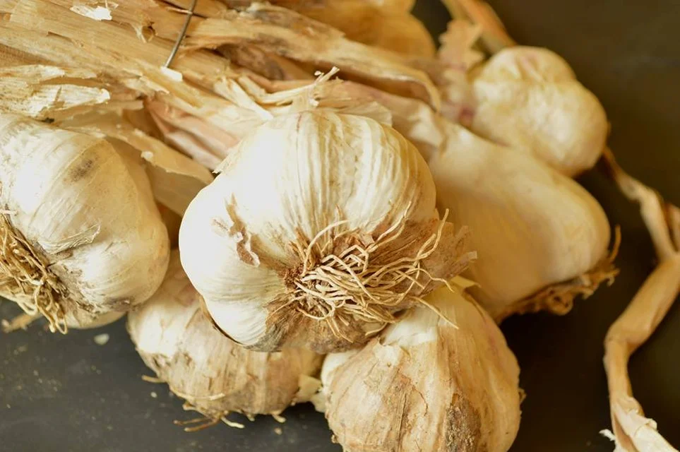 garlic in puyricard.jpg