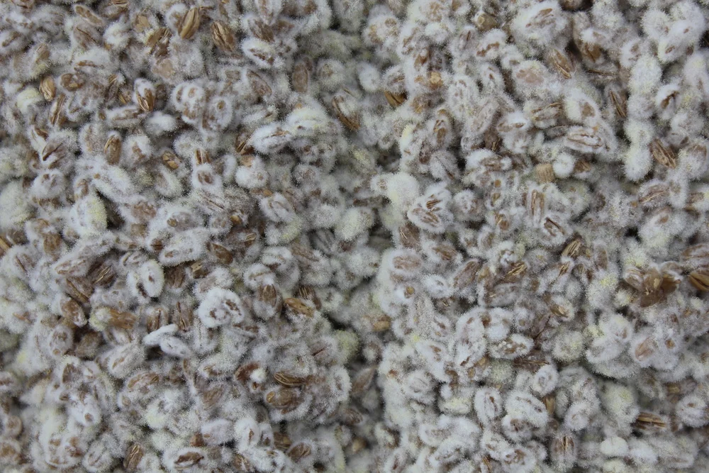 Koji, Mothers, and Grain Cultures at Enlightenment Wines