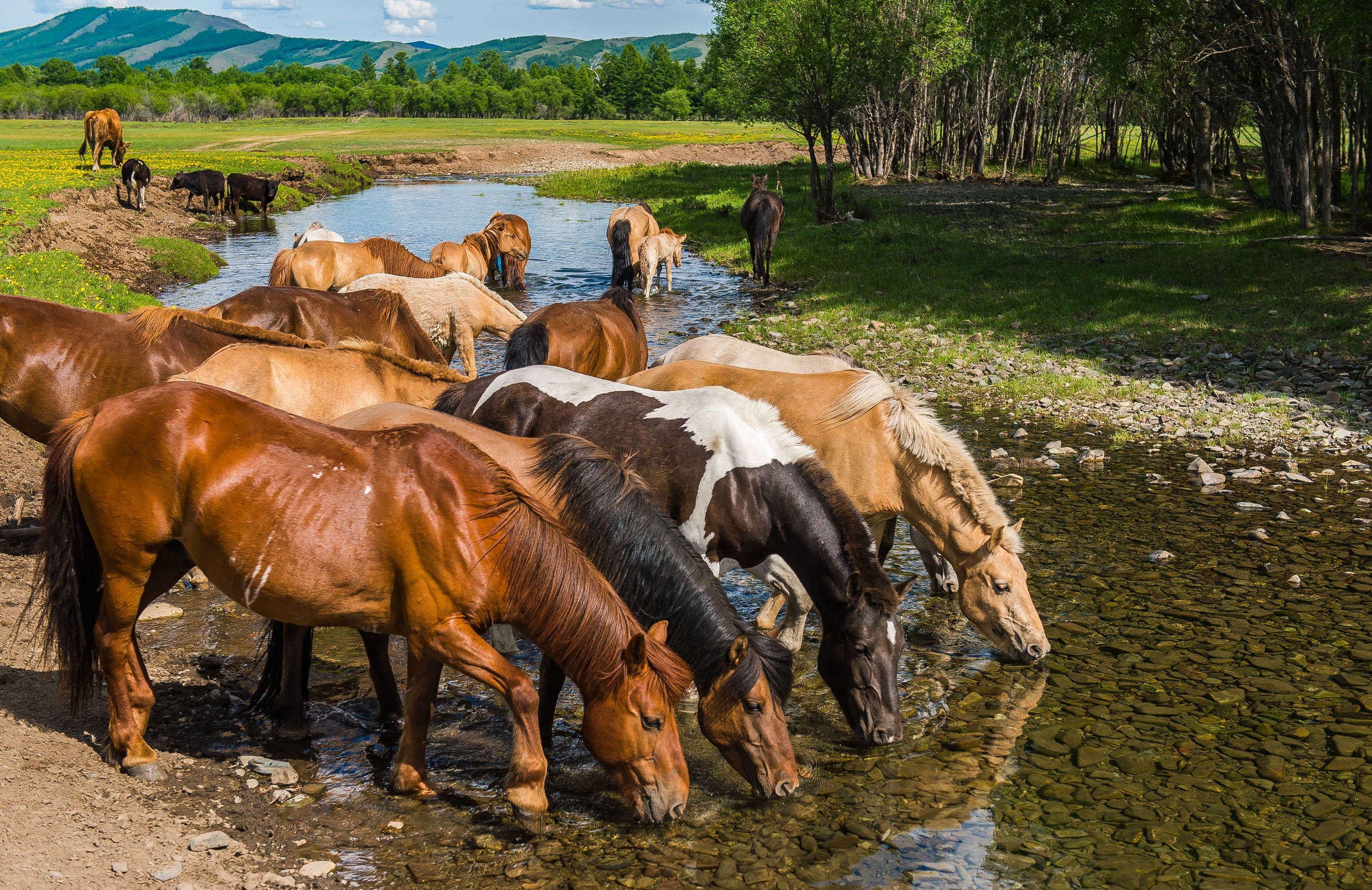 Монгольские кони.jpg