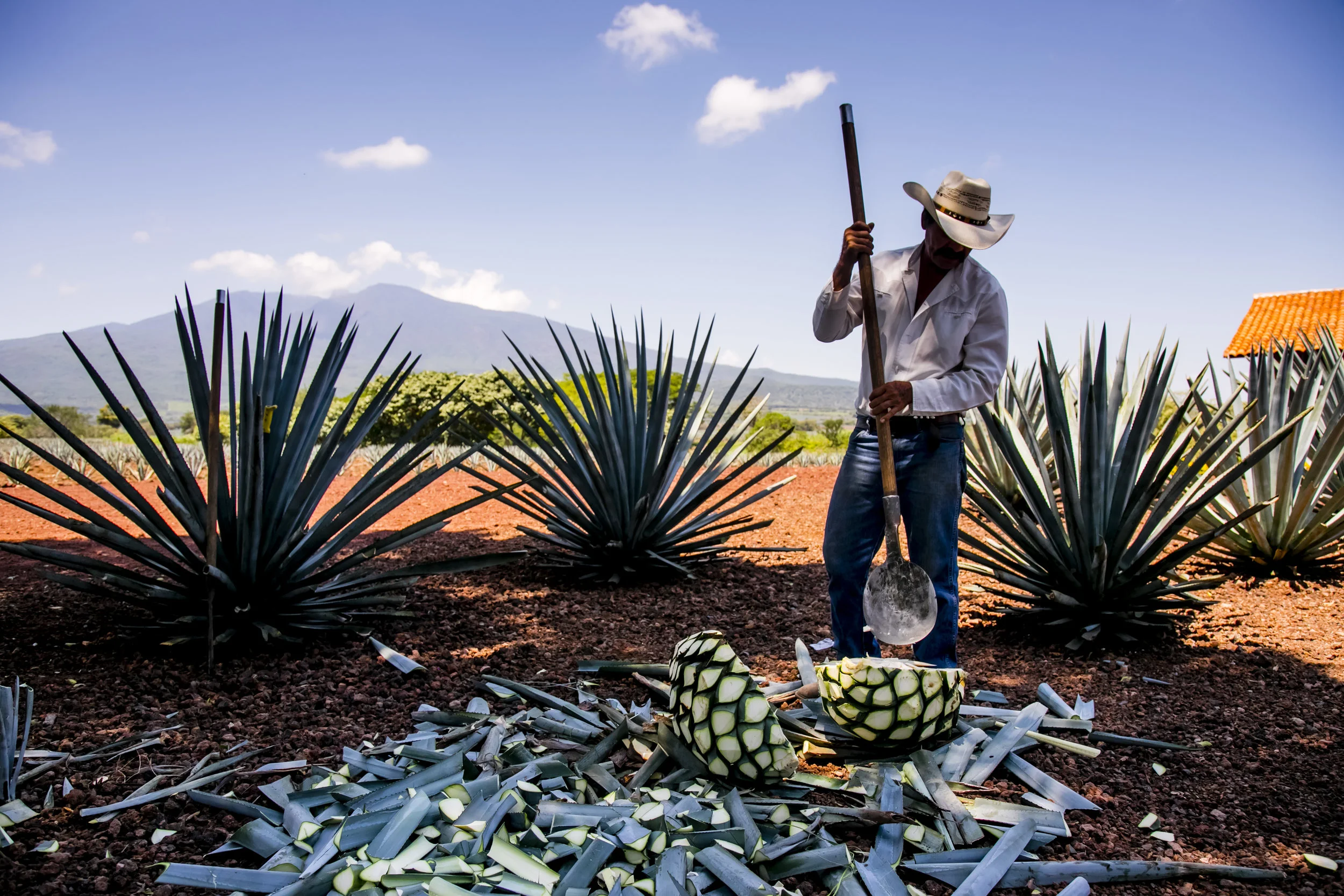 VincentIsore_Tequila014.JPG