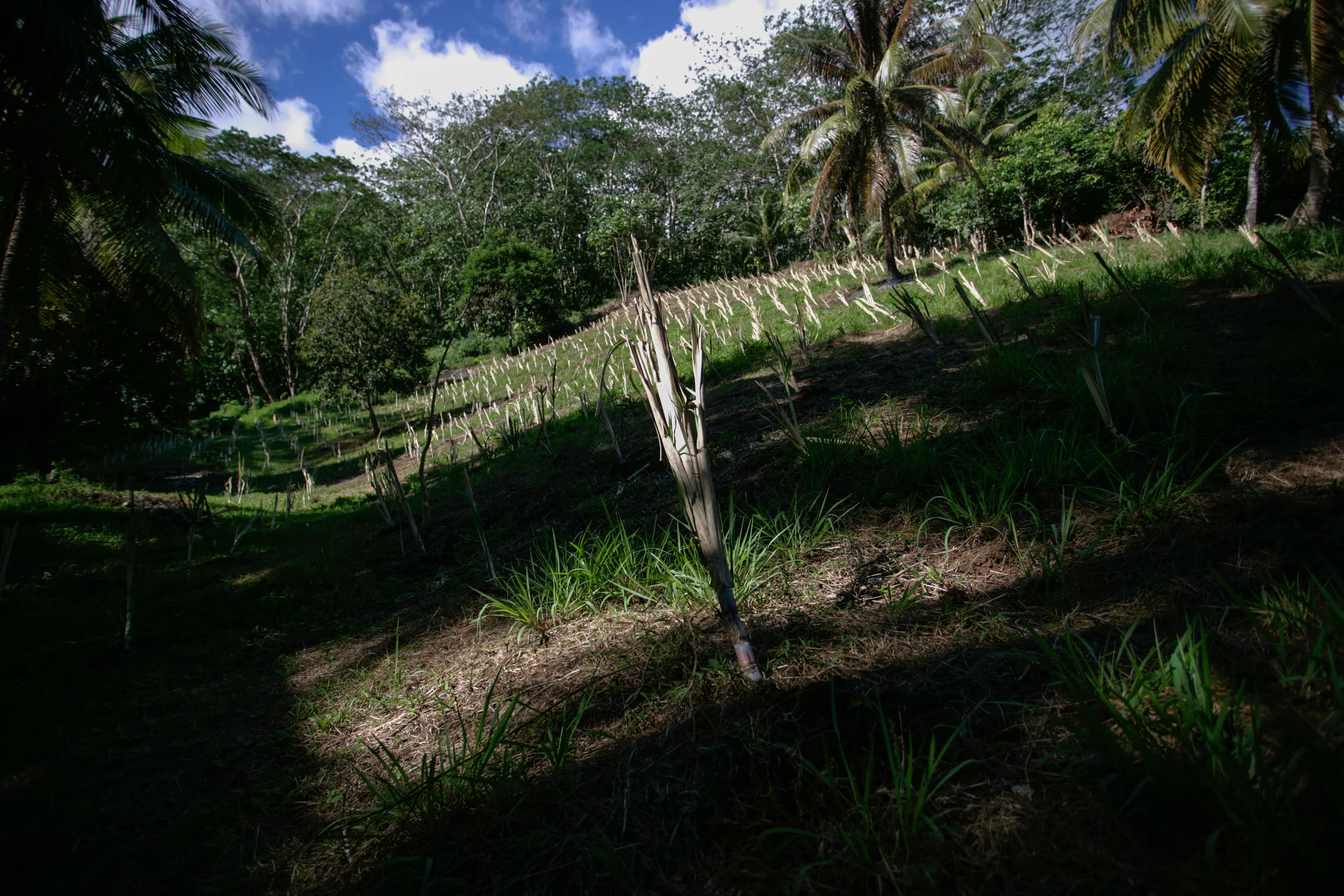 IP3BOI270418_ 01.JPG