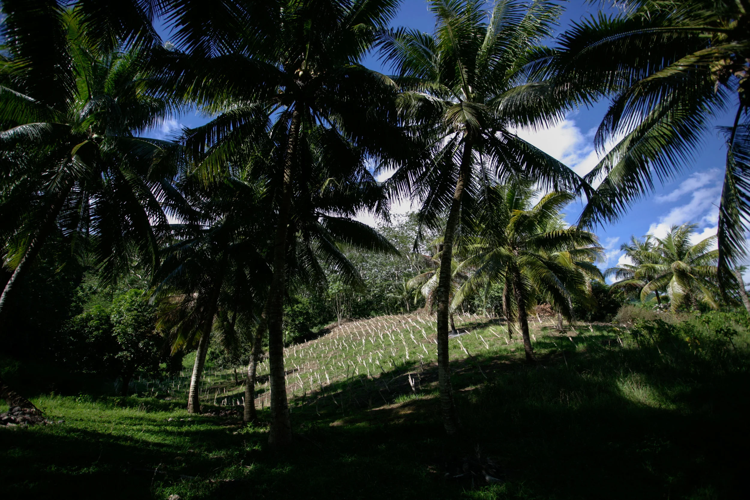 IP3BOI270418_ 02.JPG