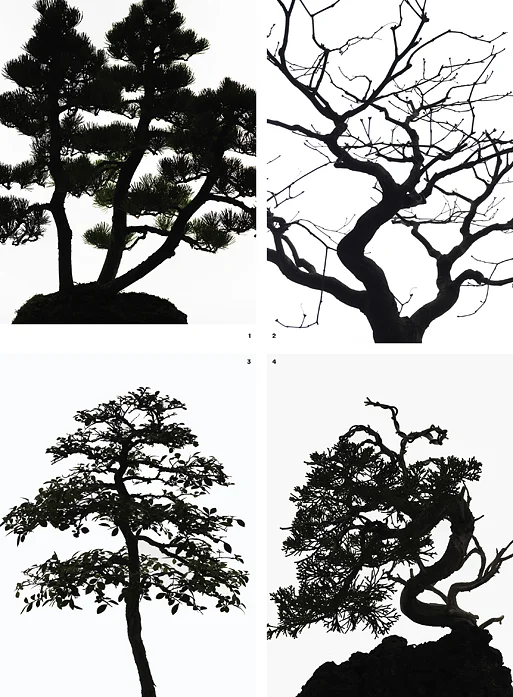 TR_April_Bonsai-4.jpg