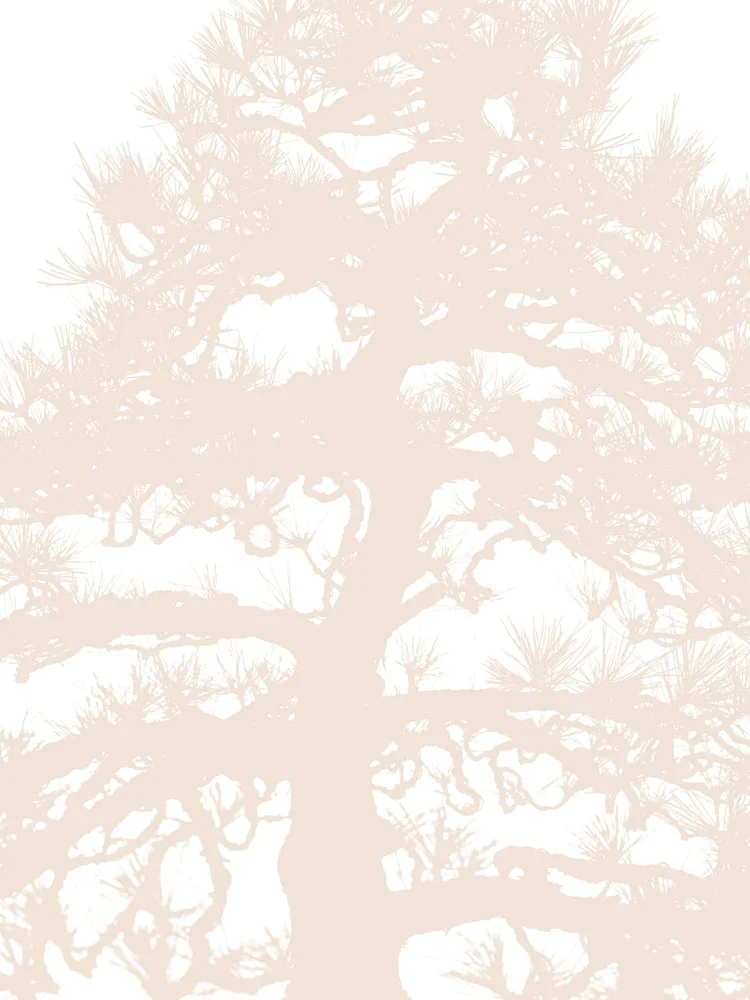 Bonsai 1 edit 2.jpg