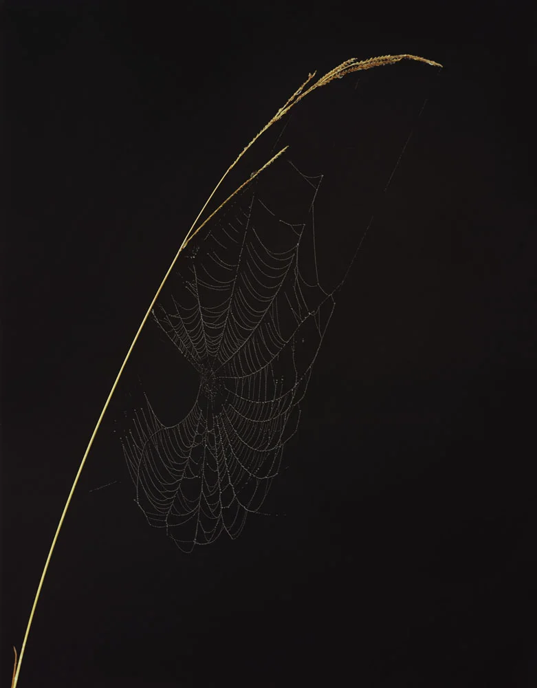 Shadows008.jpg