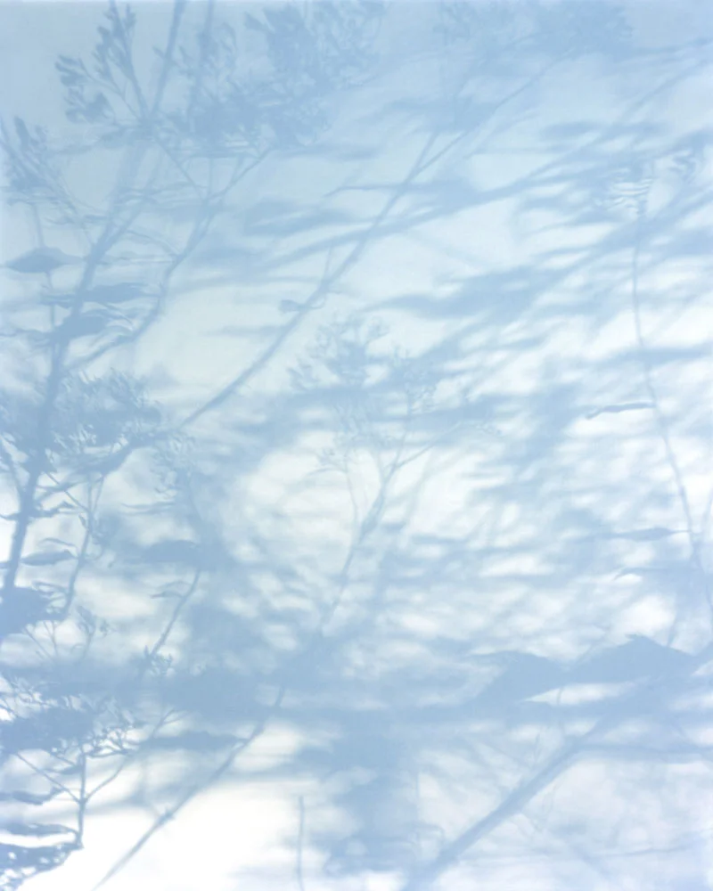 Shadows014 flattened.jpg