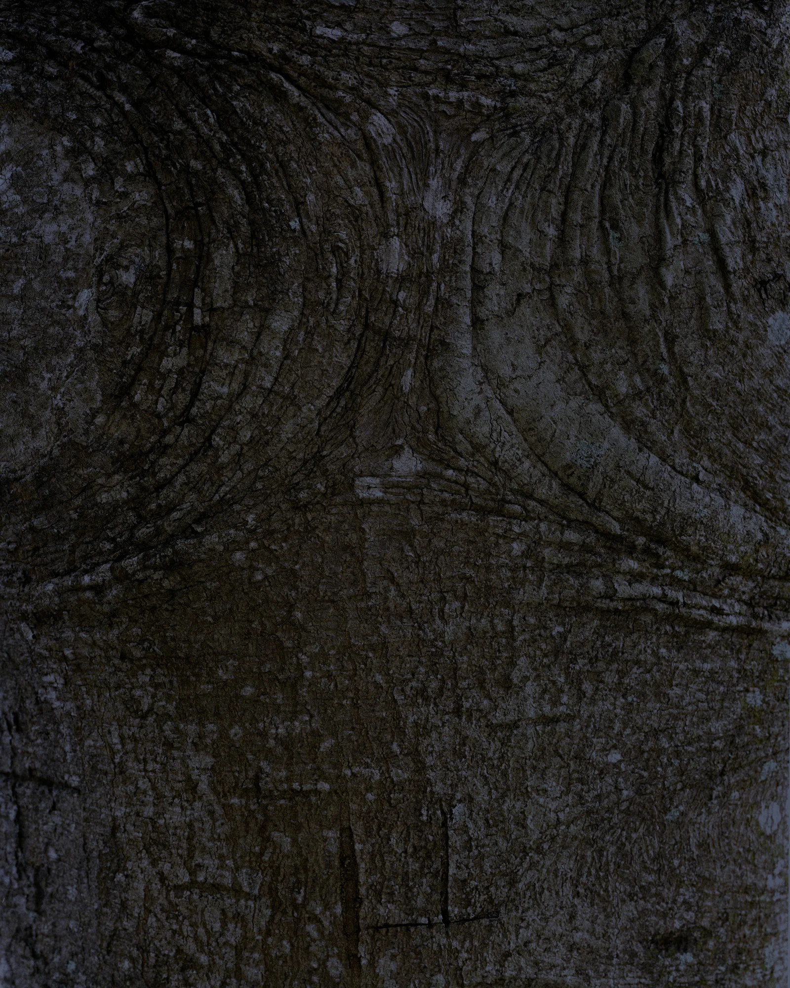 bark 10 002.jpg