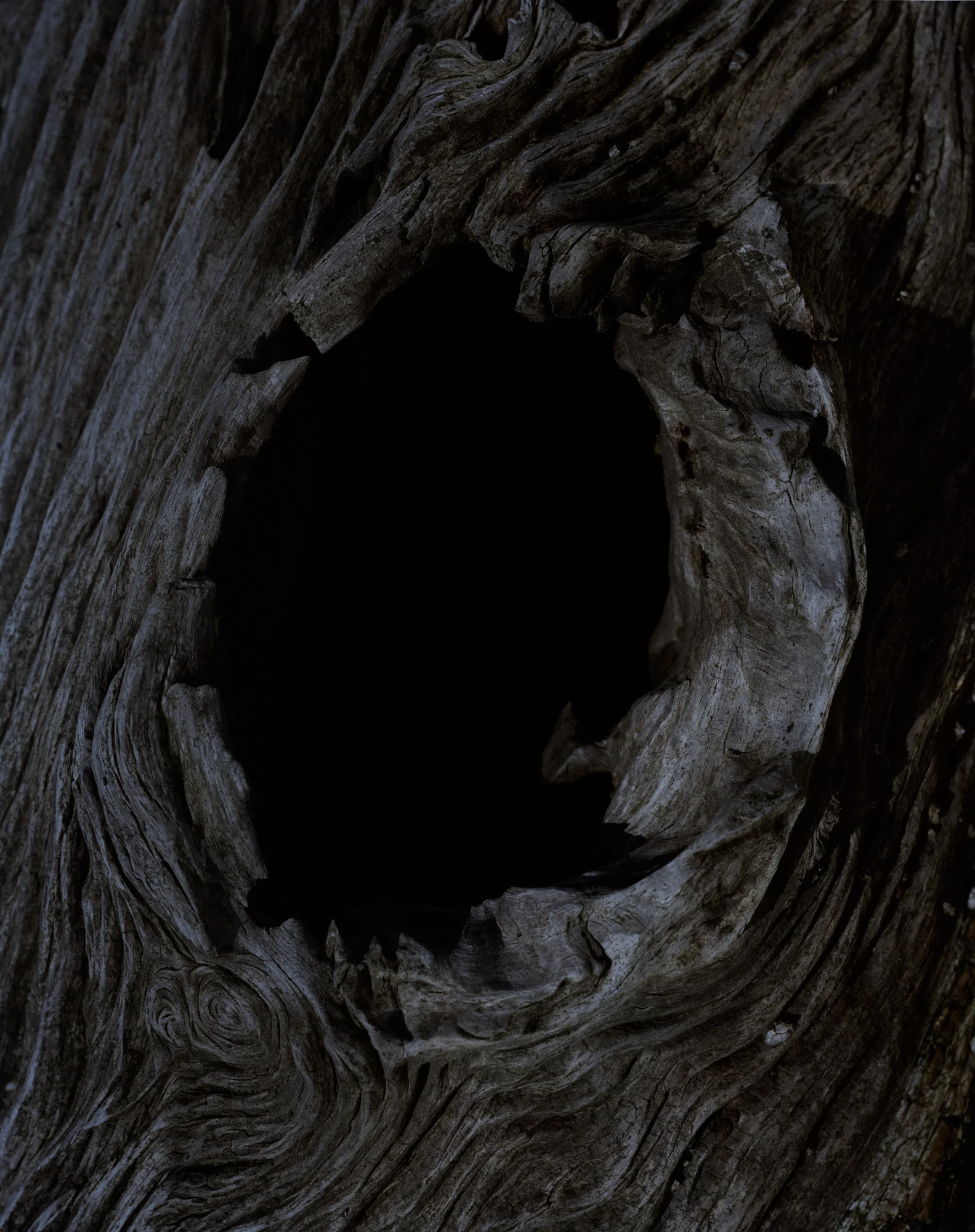 bark 10 010.jpg