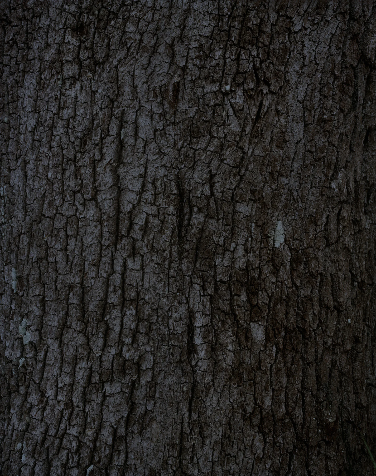bark 10 016.jpg