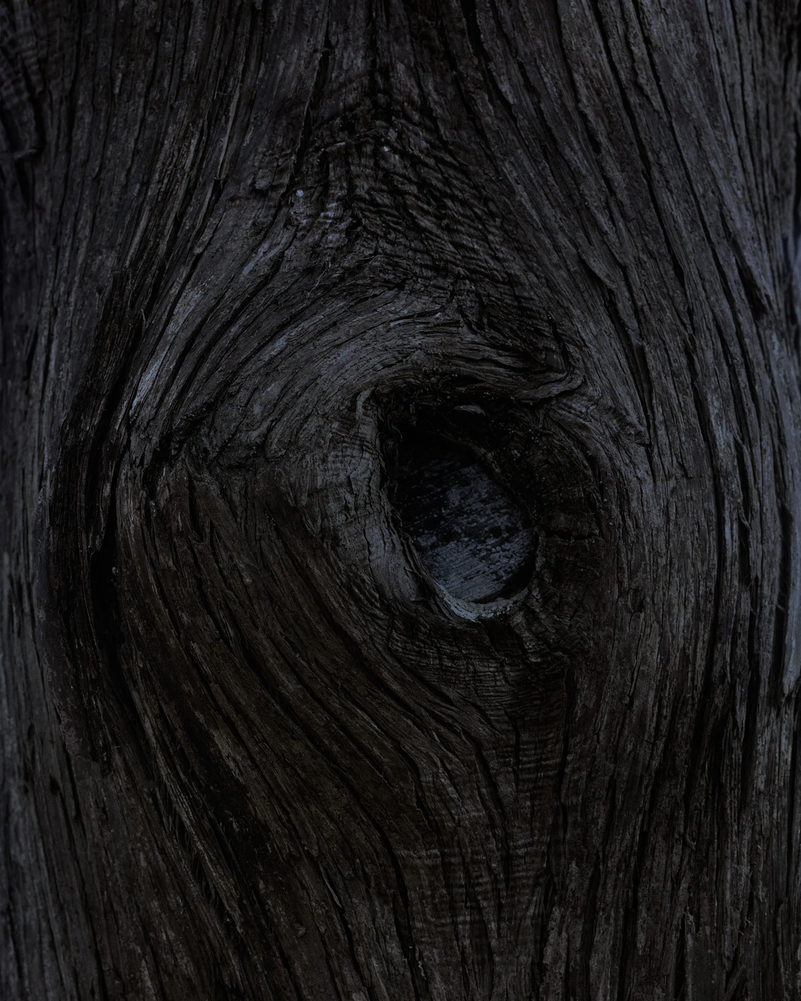bark 10 005.jpg