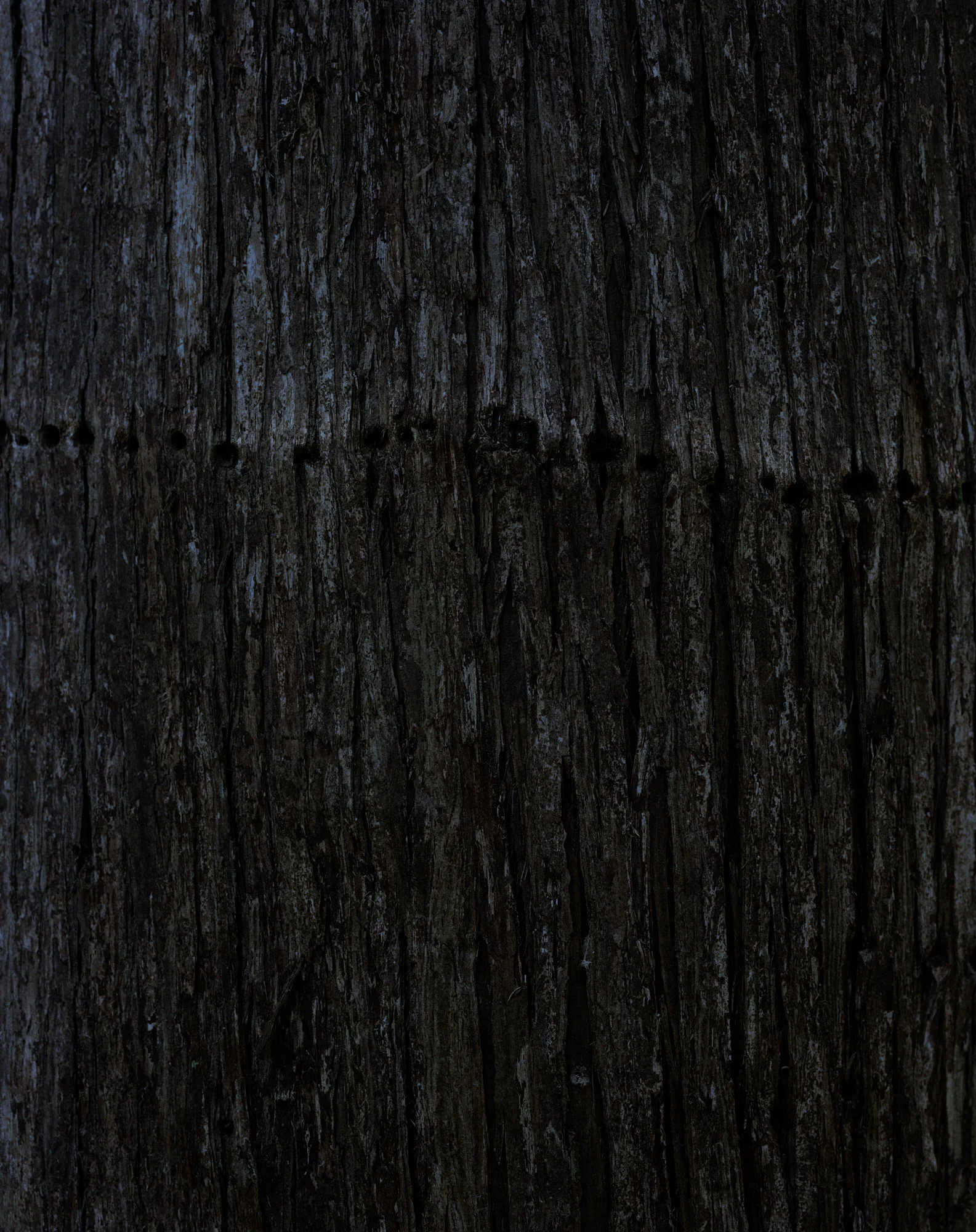 bark 10 015.jpg