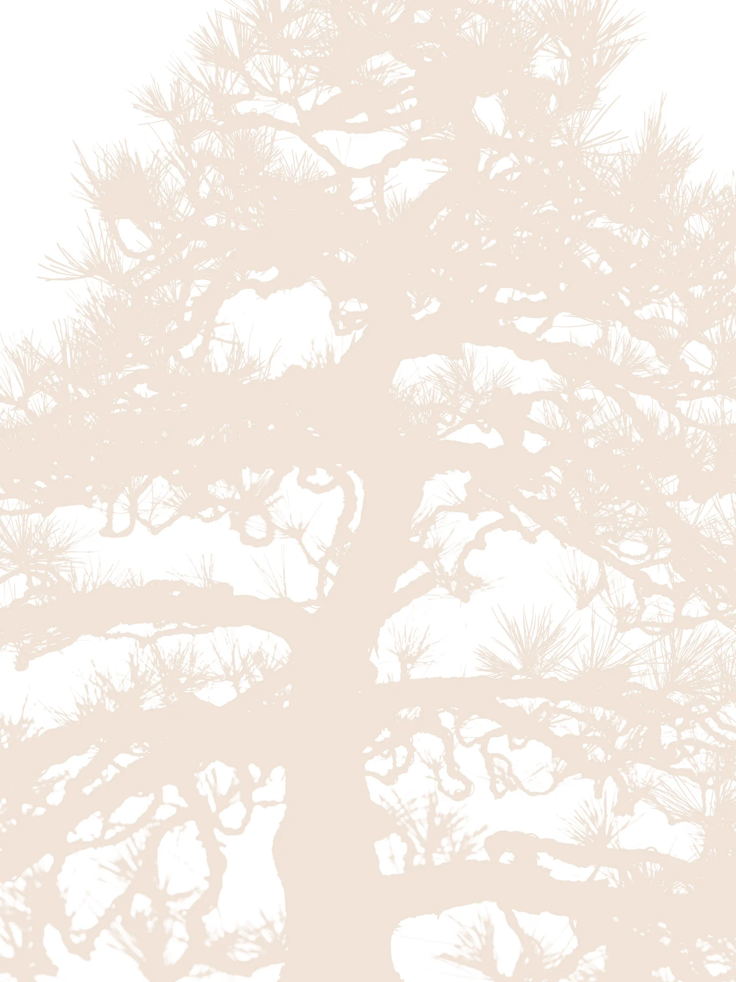 Bonsai 1 edit 2.jpg