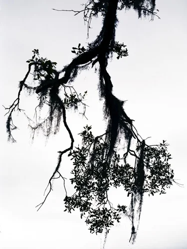Wolkoff07.jpg