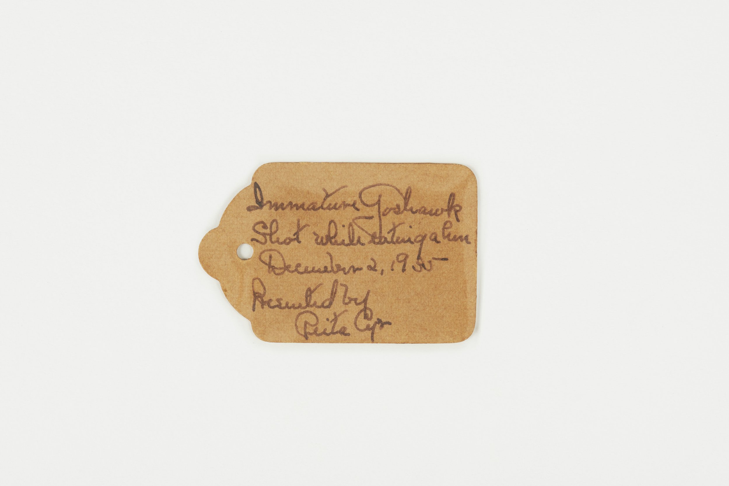 A BI bird tags0601.jpg