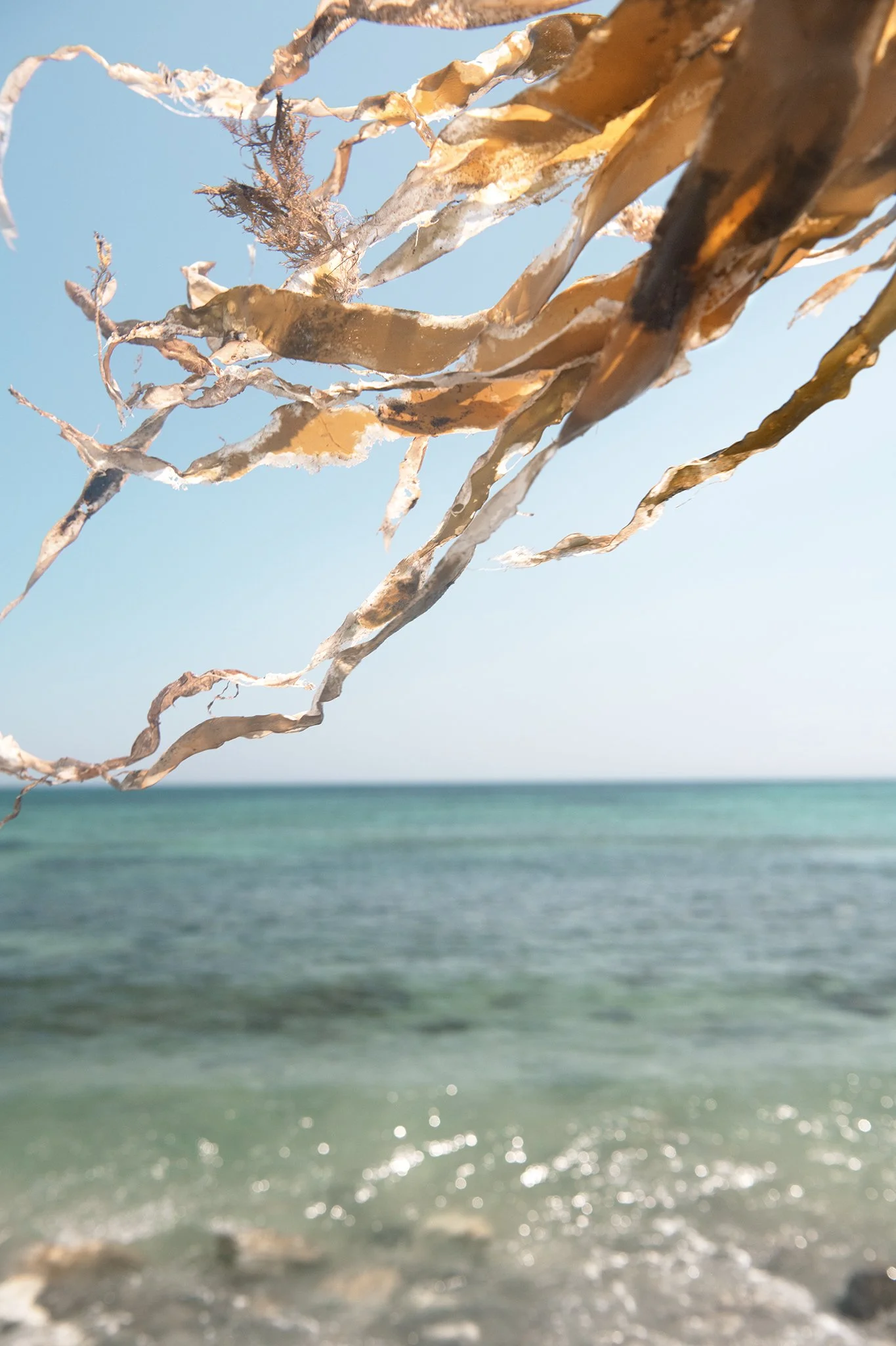 seaweed4_DSC1383.jpg