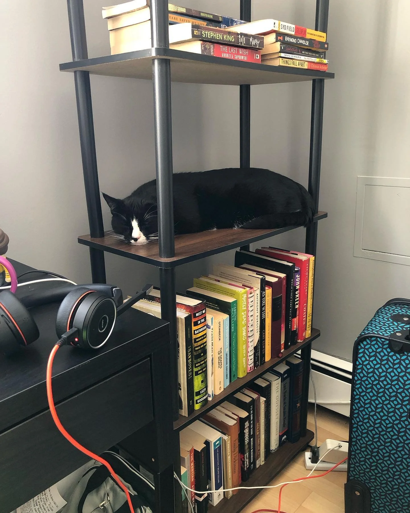 We moved and Mooch made sure to be in the way at every juncture: a photo dump