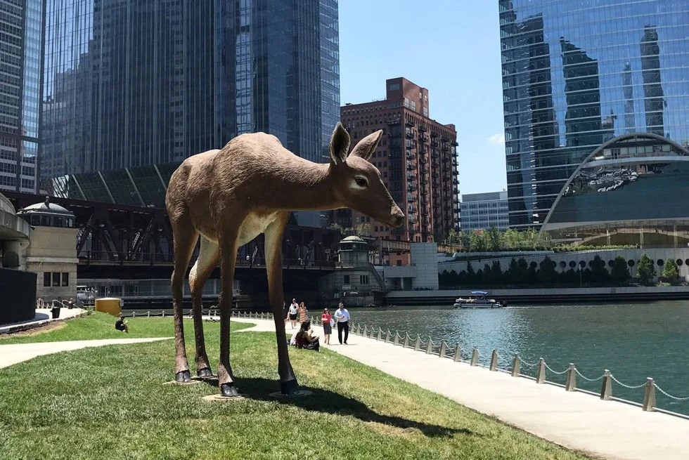 "Deer." Image courtesy of CruiseChicago.com