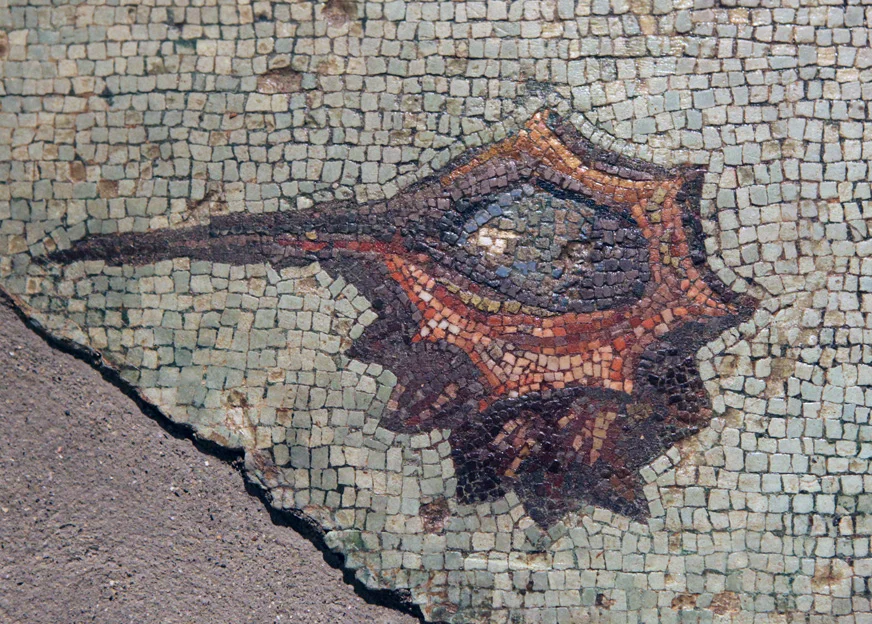 Roman mosaic depicting a Murex shell, c. 1st century BCE.