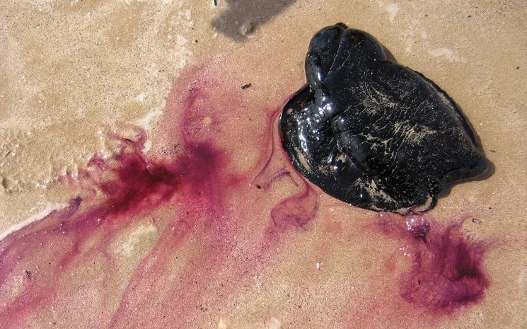 Sea snail with purple-colored secretions.