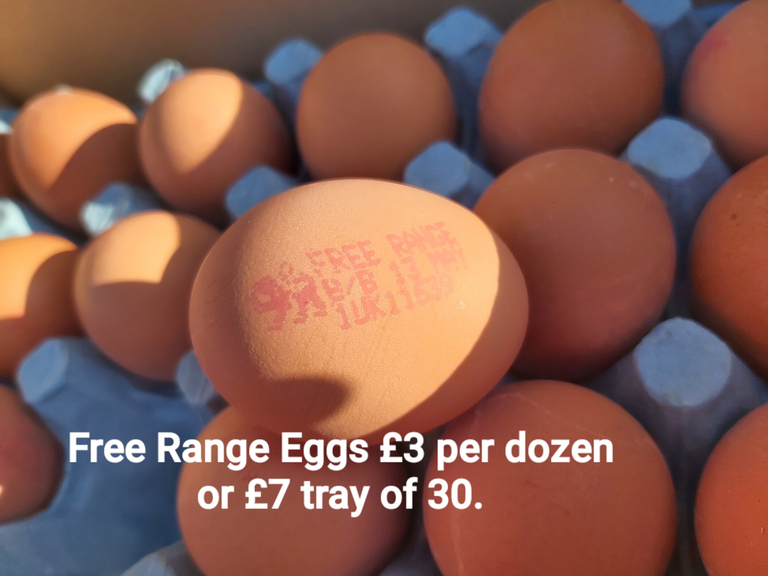 Free Range Eggs.jpg