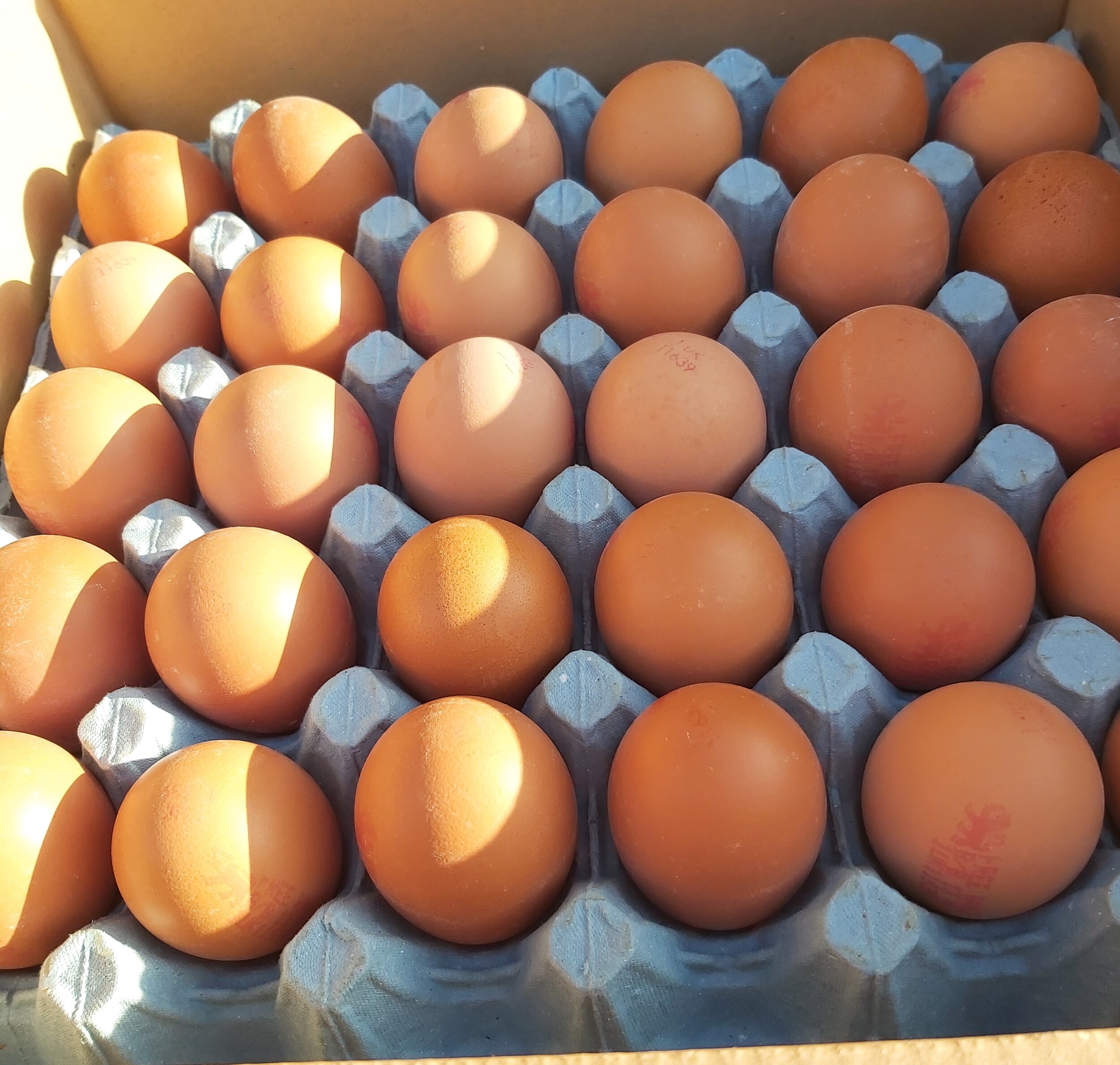 Trays of Eggs.jpg