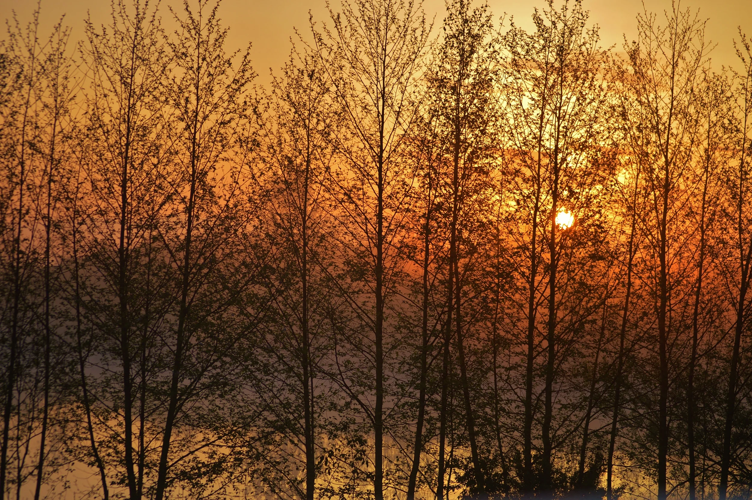 Foggy sunrise.JPG
