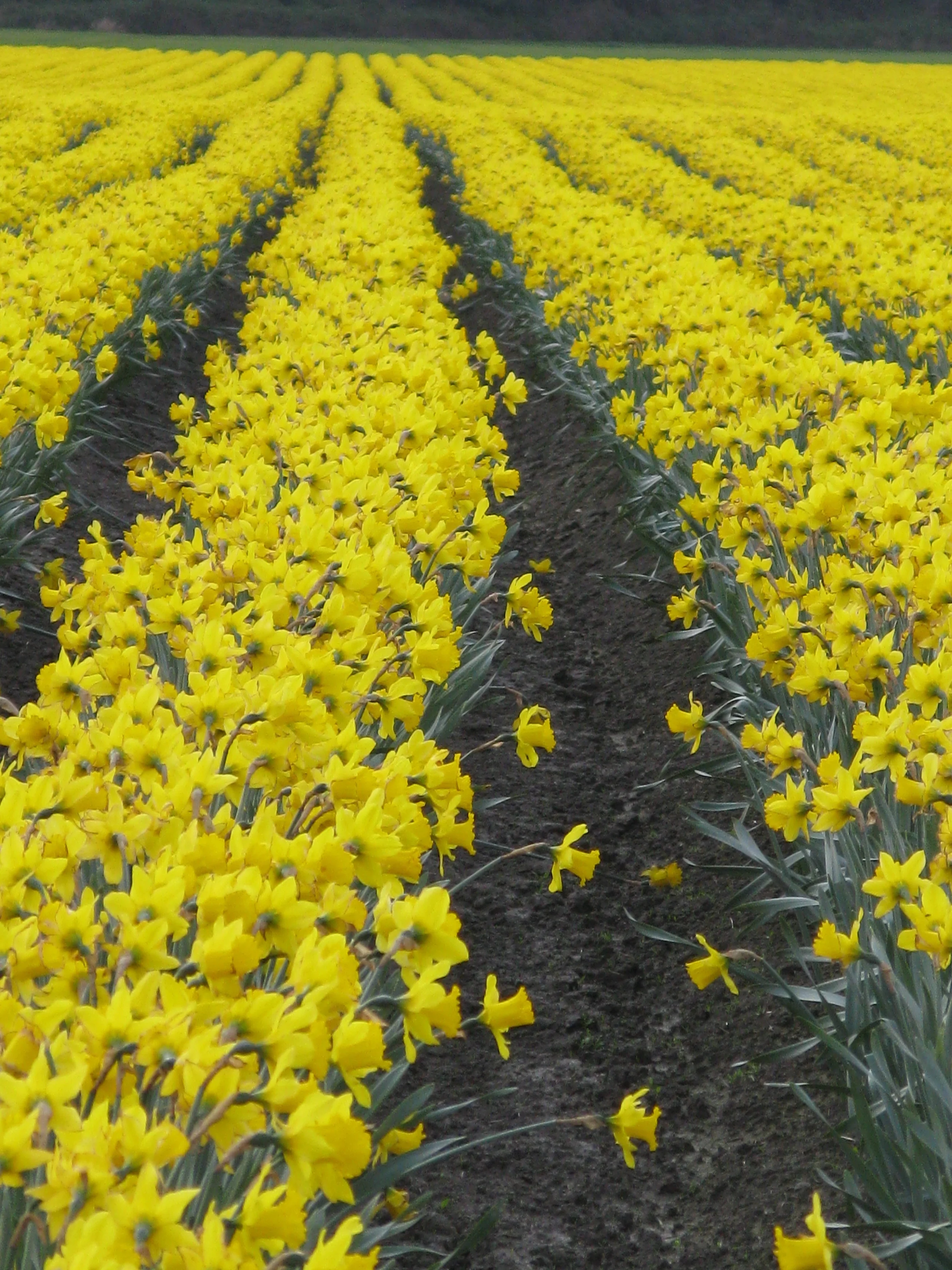 Skagit Valley 017.JPG