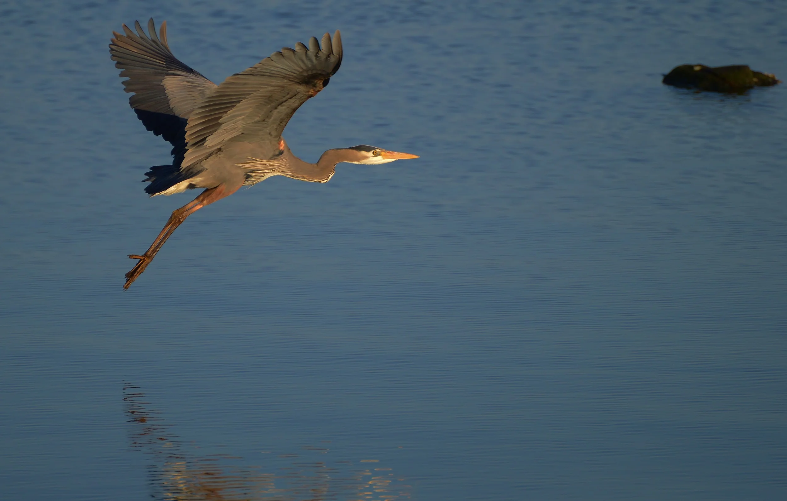 Coming in for landing.JPG