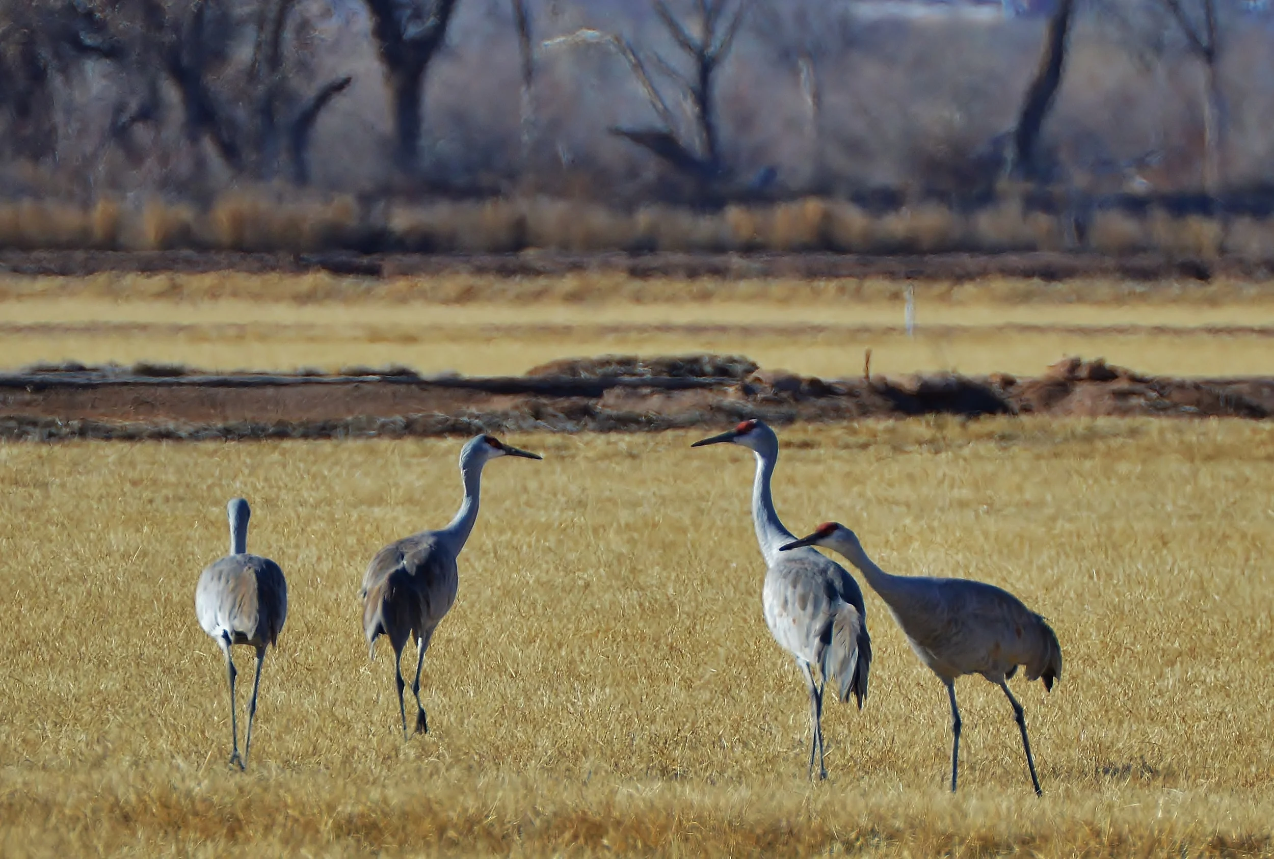 Sandhill Cranes.JPG