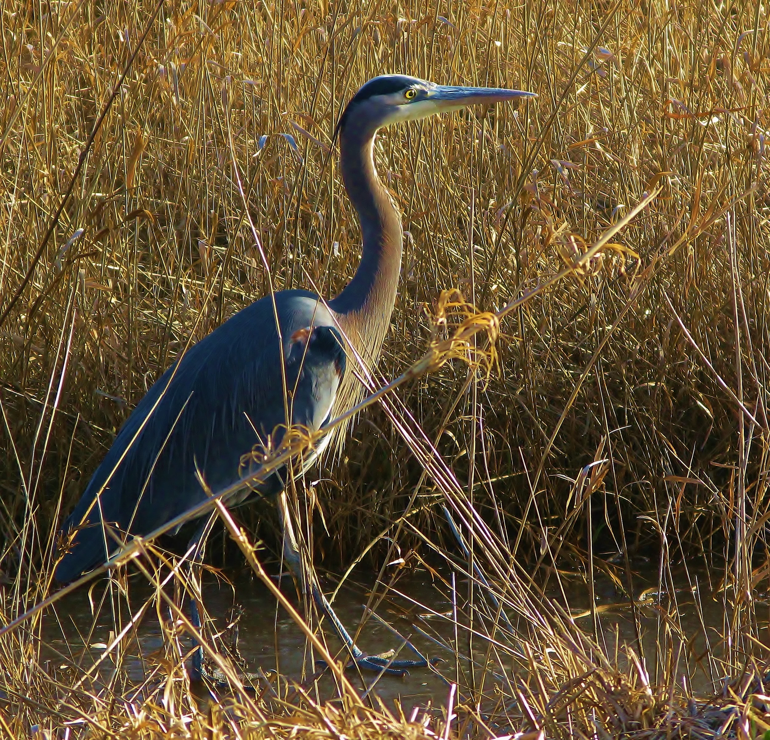 Walking on water.JPG