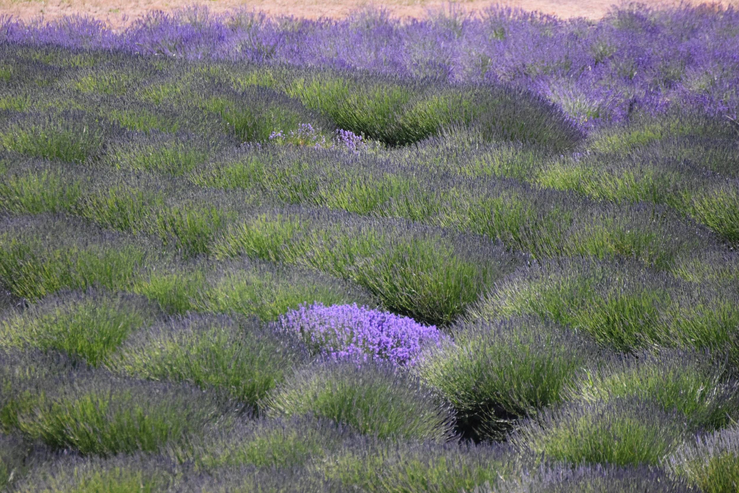 Lavender Mist.JPG