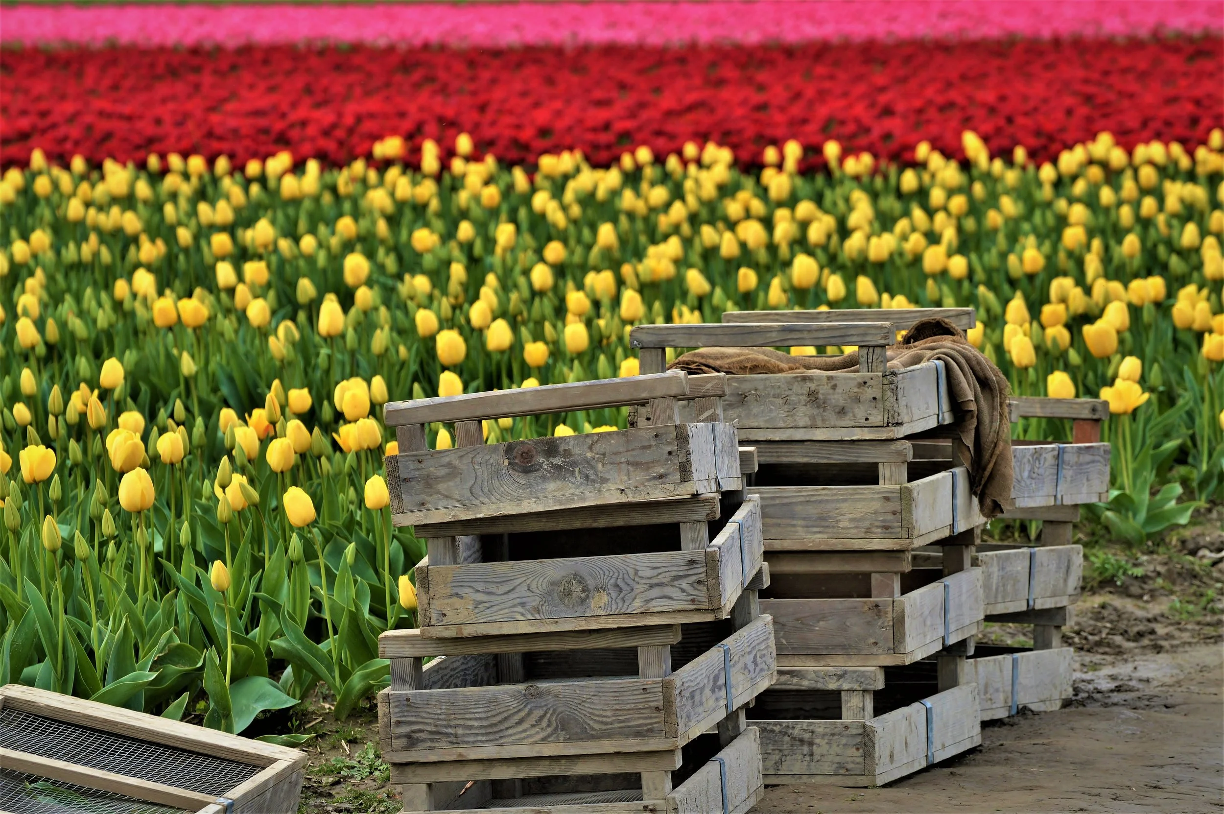 Preparing to harvest.JPG