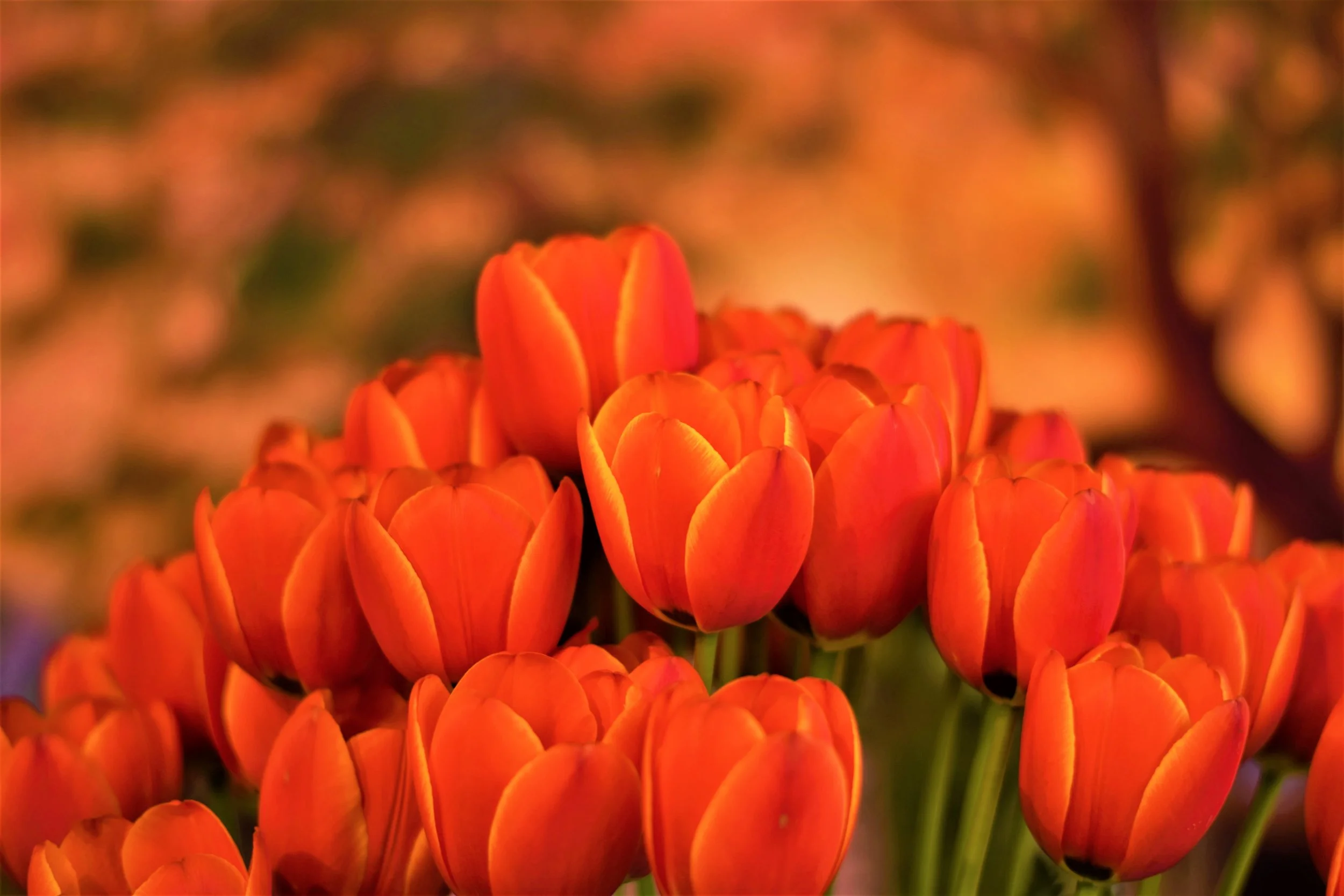 Tangerine Sunset.JPG