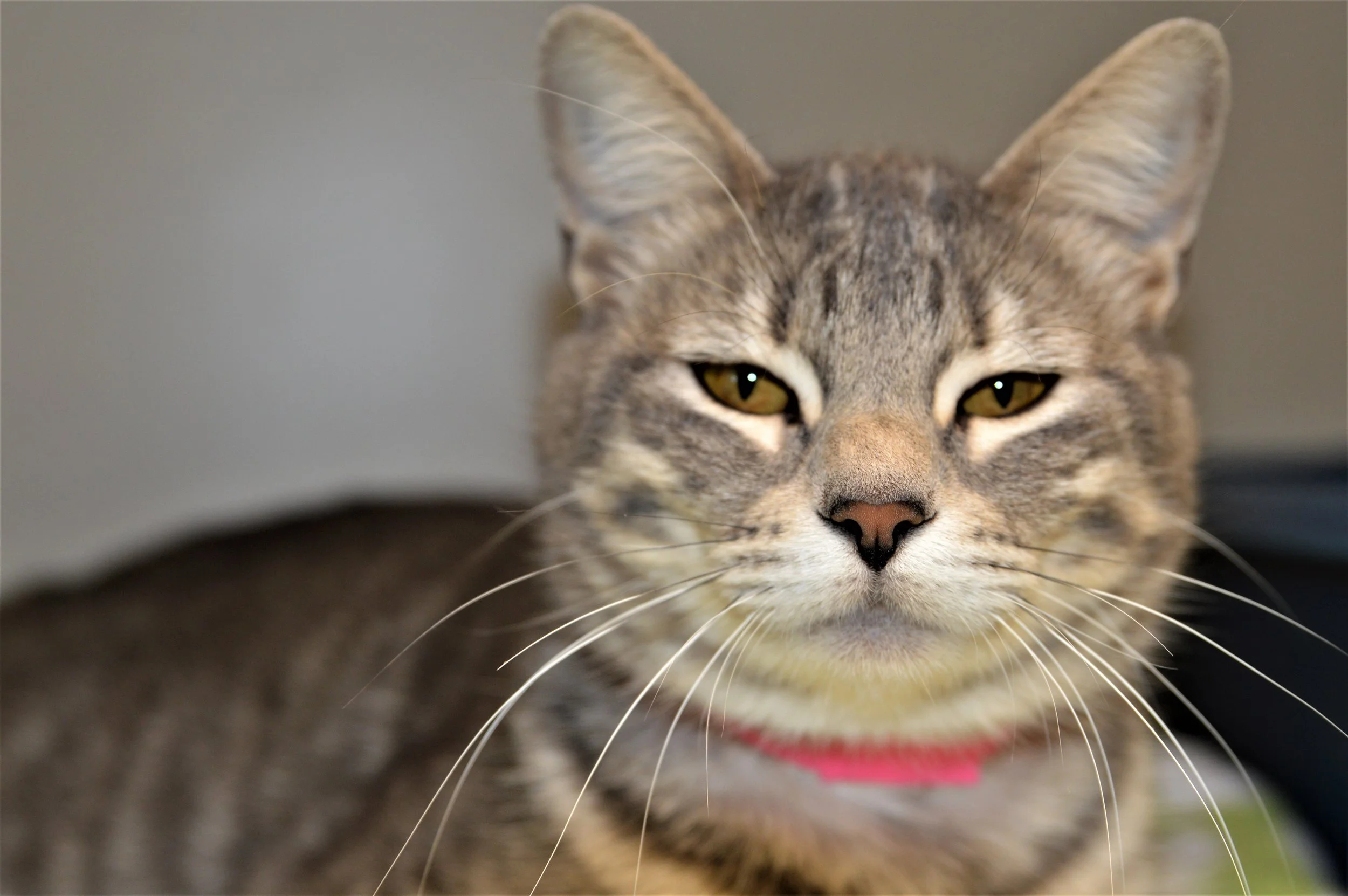 Gray Female 1.JPG