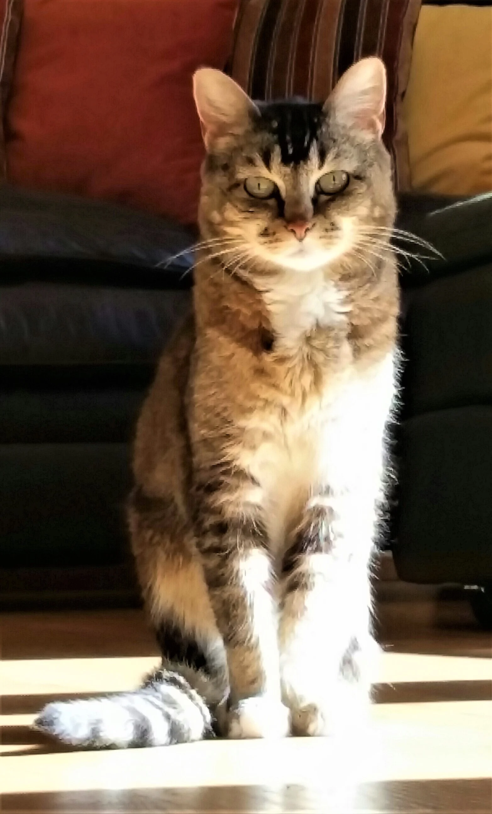 Lily.jpg