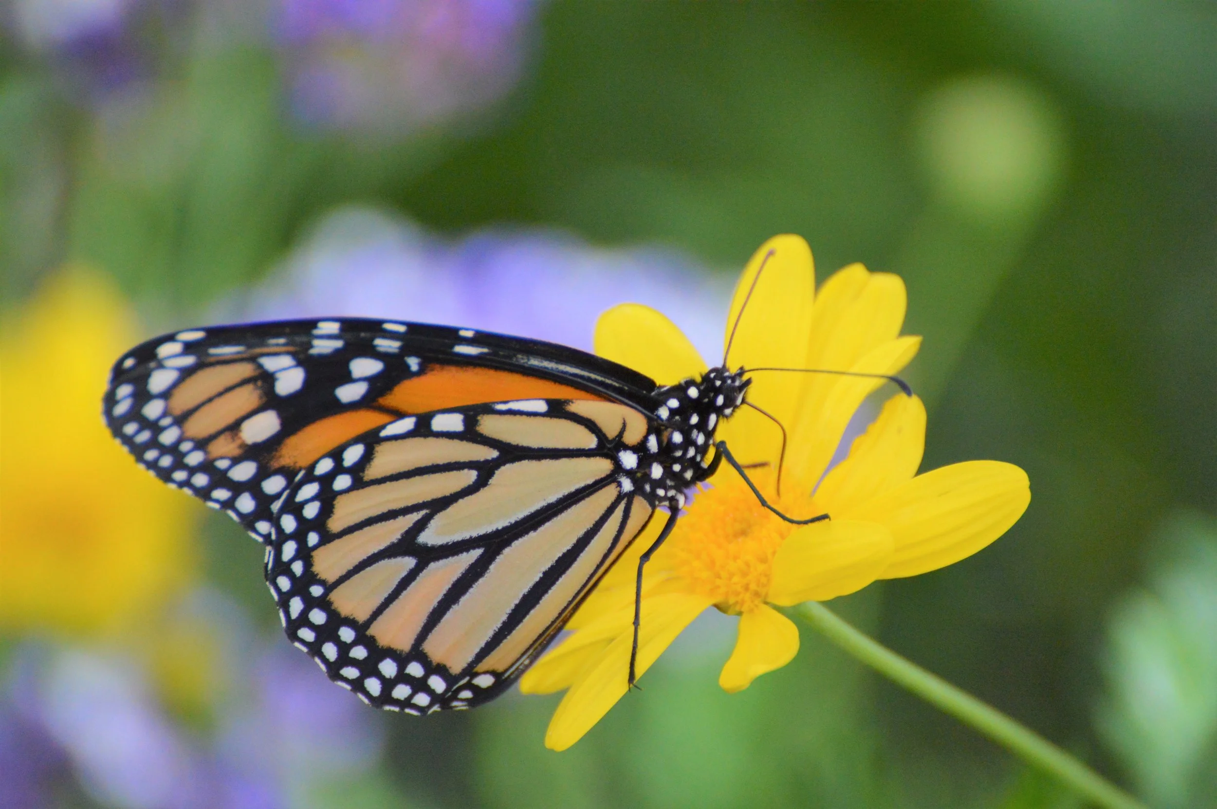 Fly Away with Me.JPG