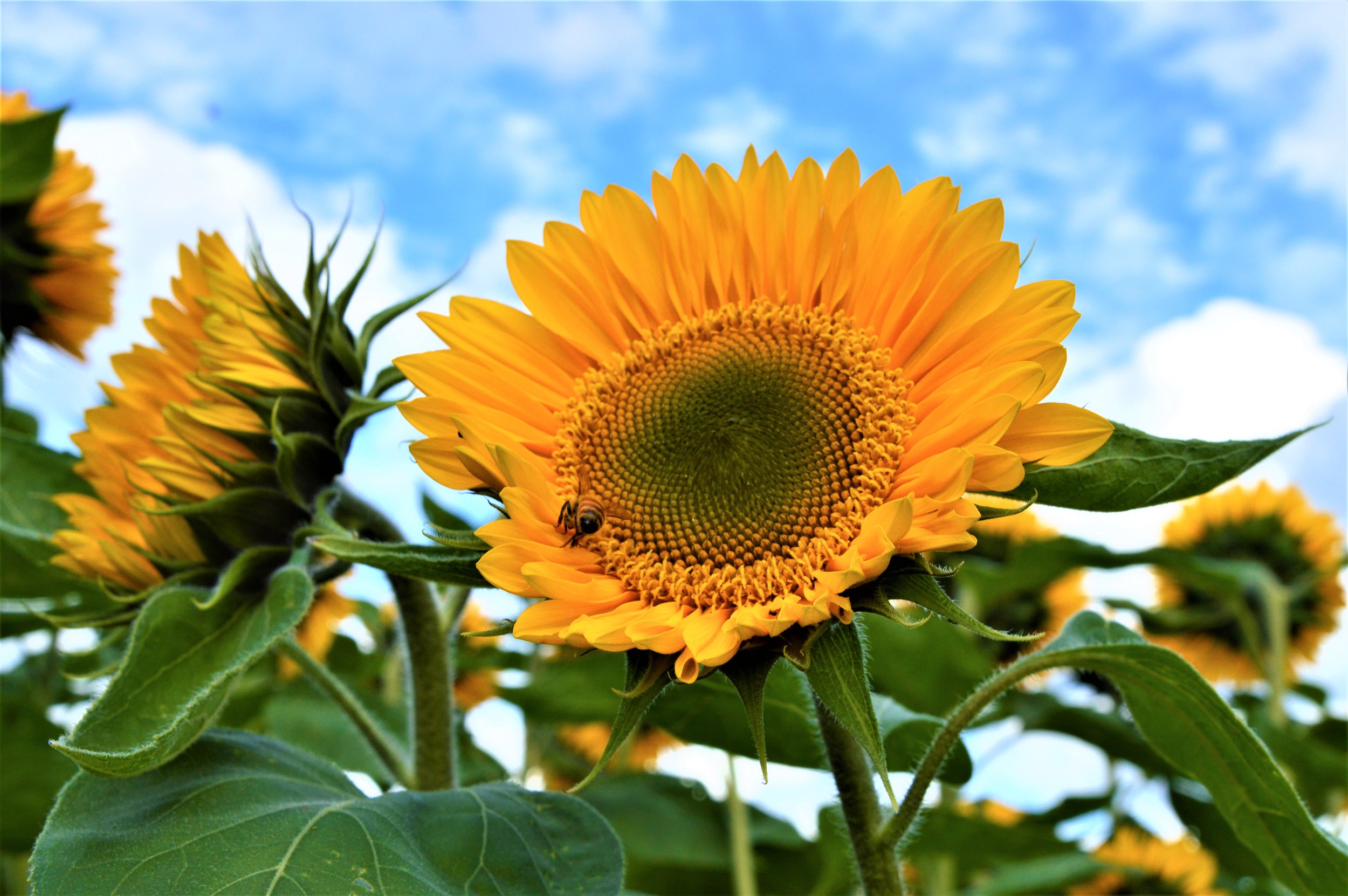 Fields of Sunshine.JPG