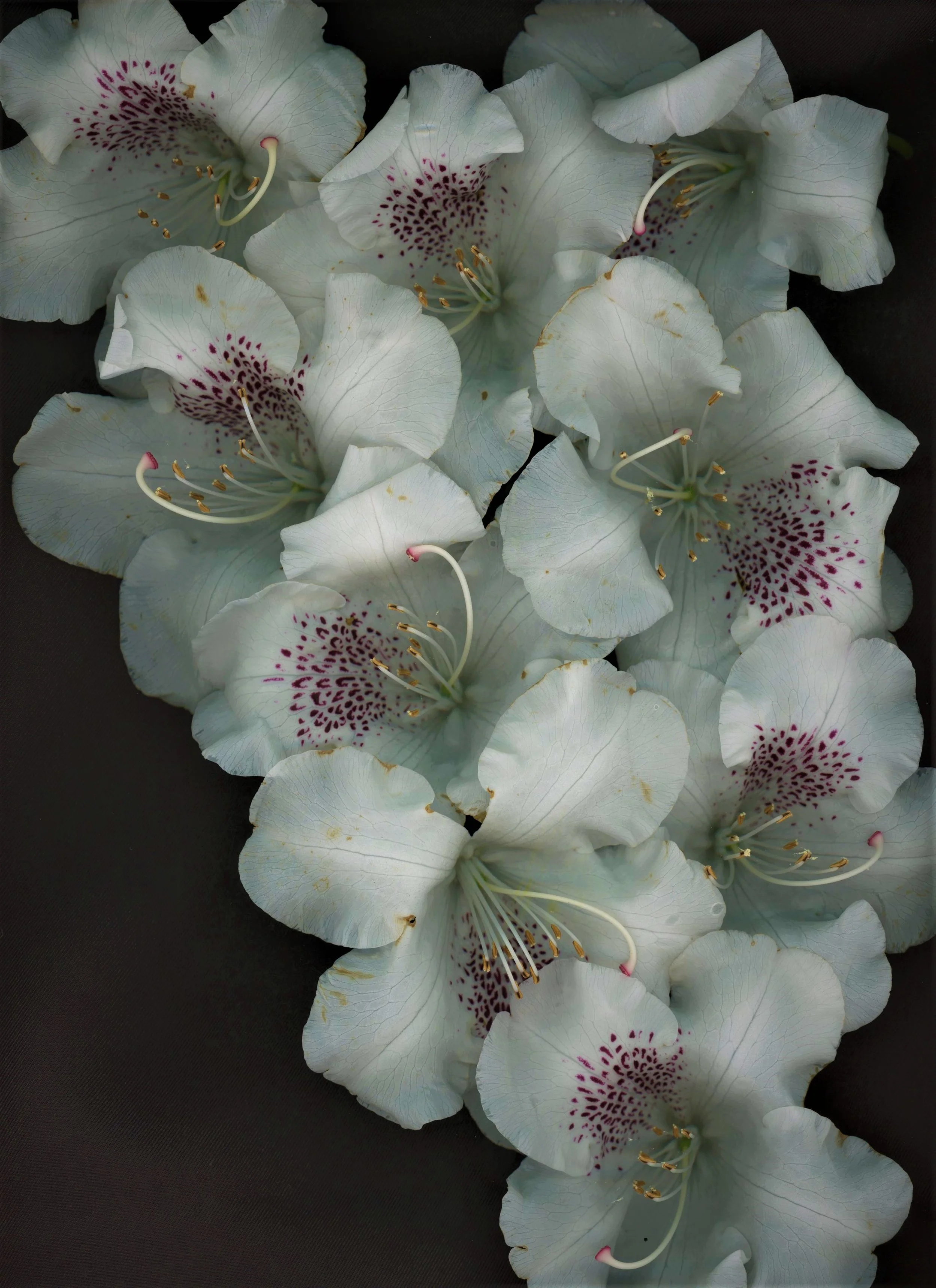 Flowerfall.jpg