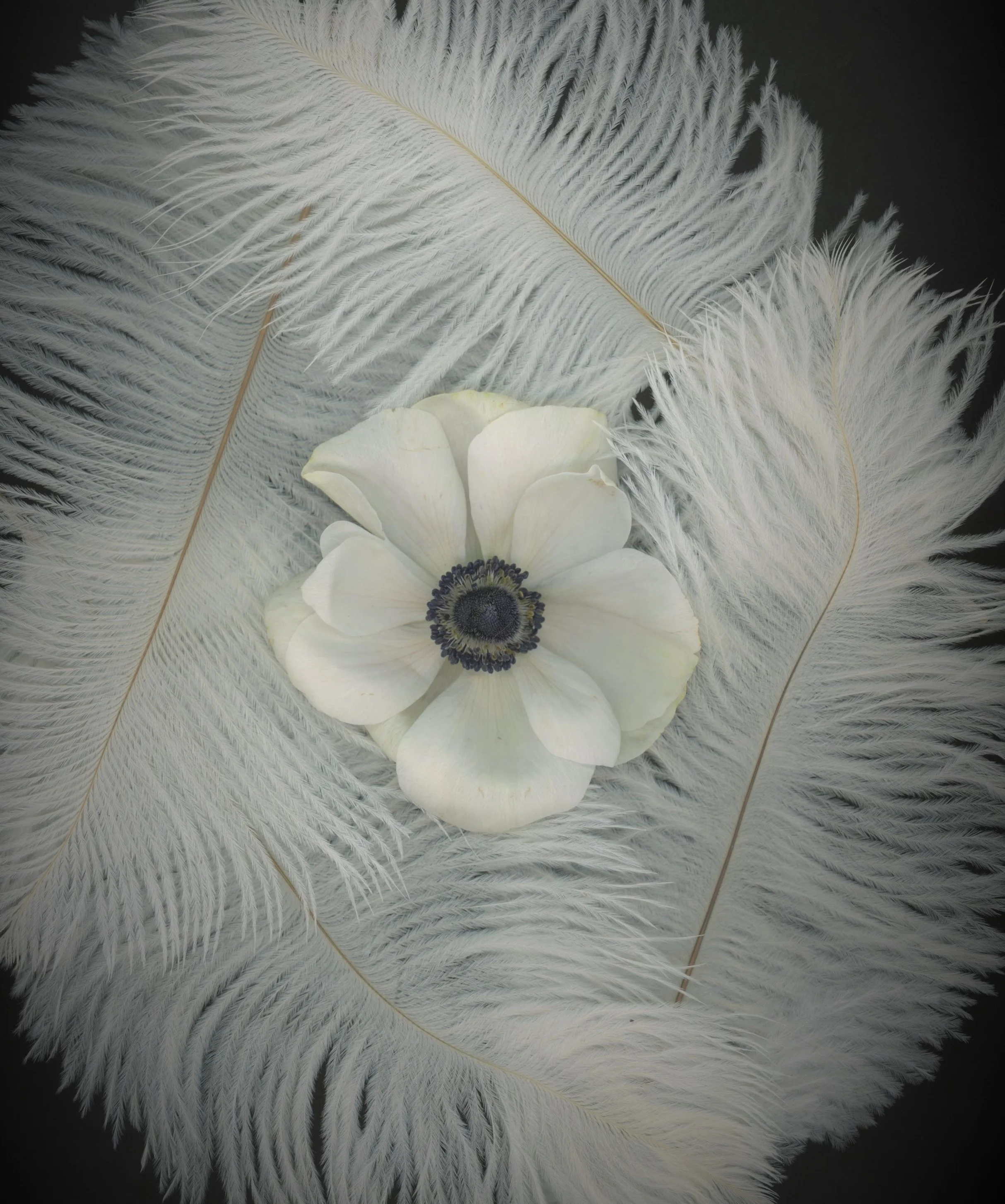 Light as a feather (2).jpg
