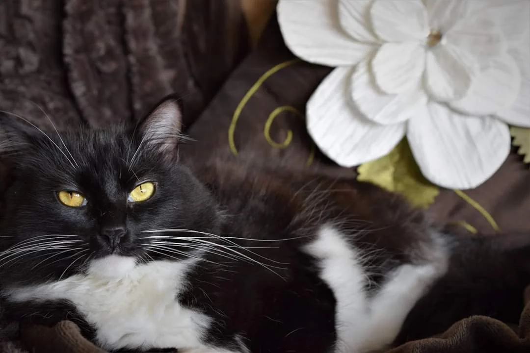 Silky boudoir.jpg