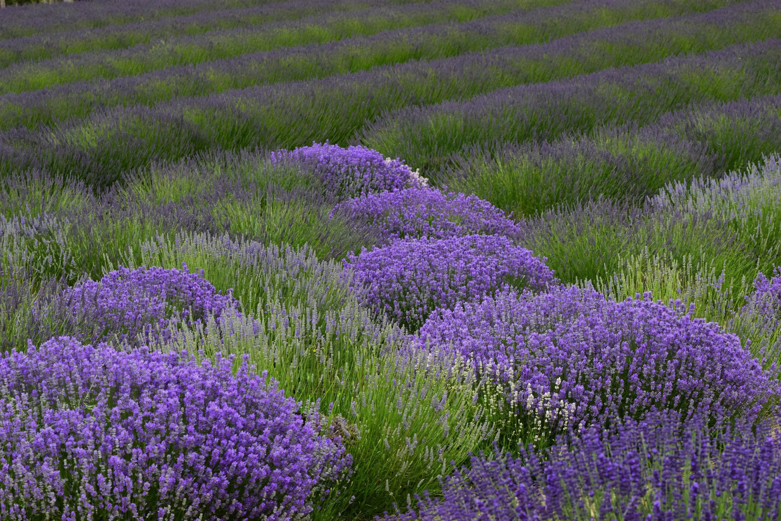Lavender Spring.JPG