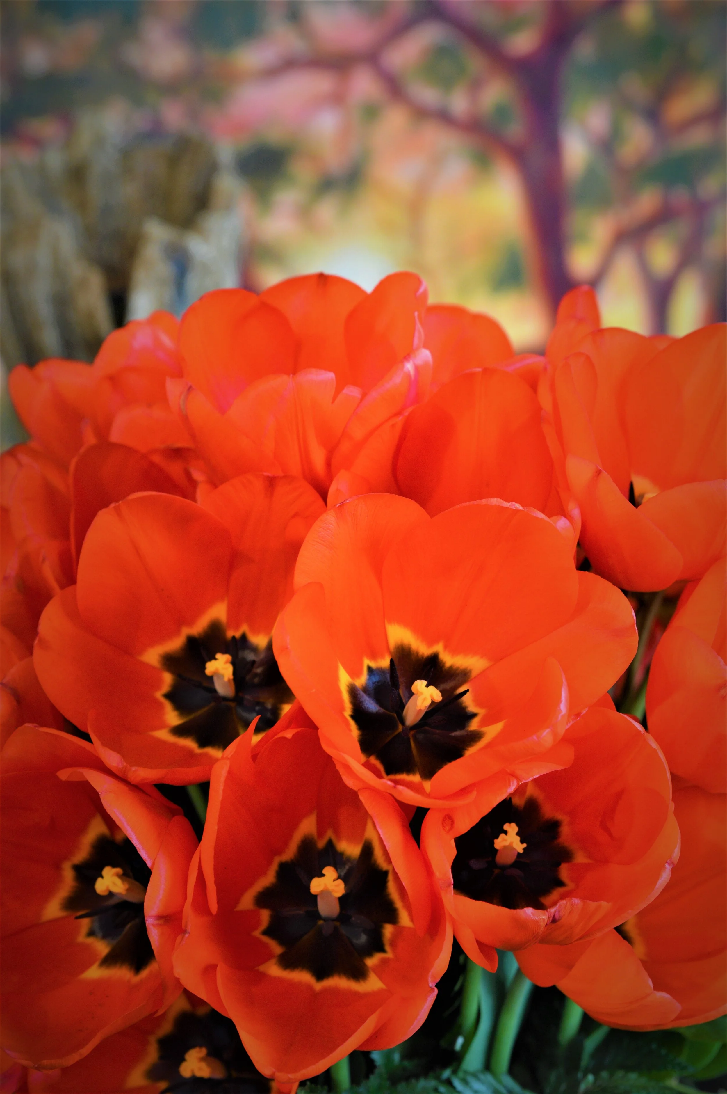 Pop of Poppies.JPG