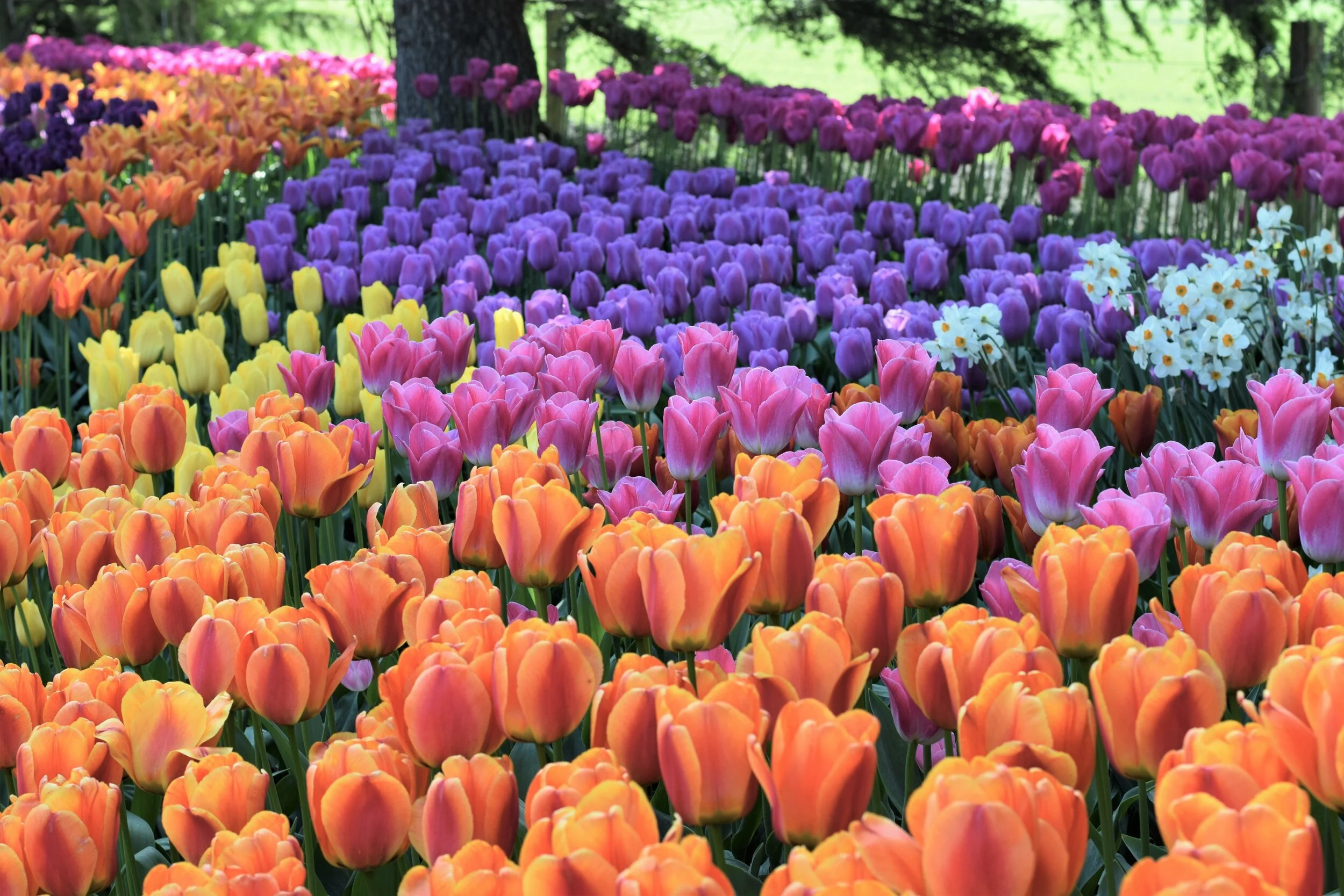 Tulip Array.JPG