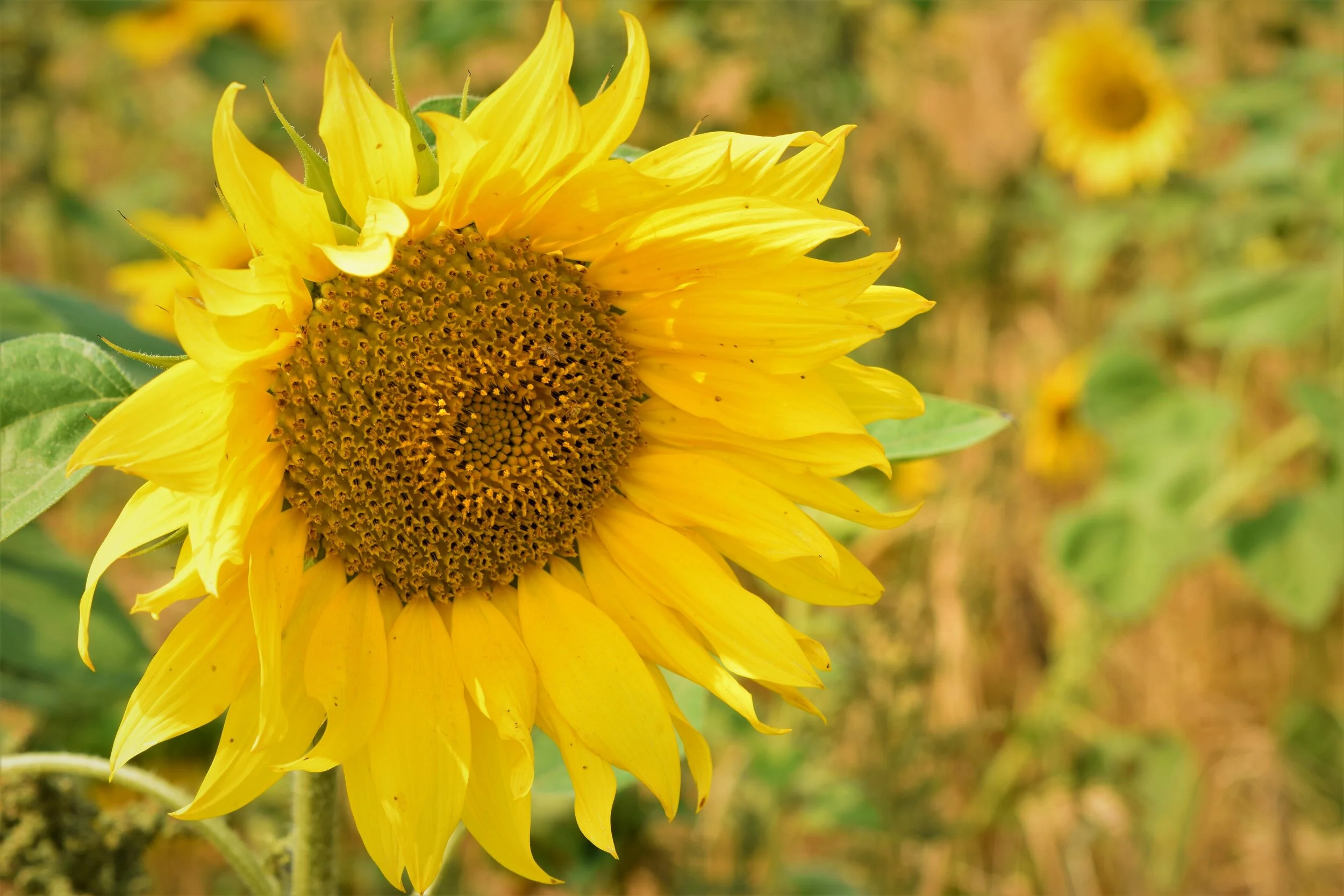 Wind at your back.JPG