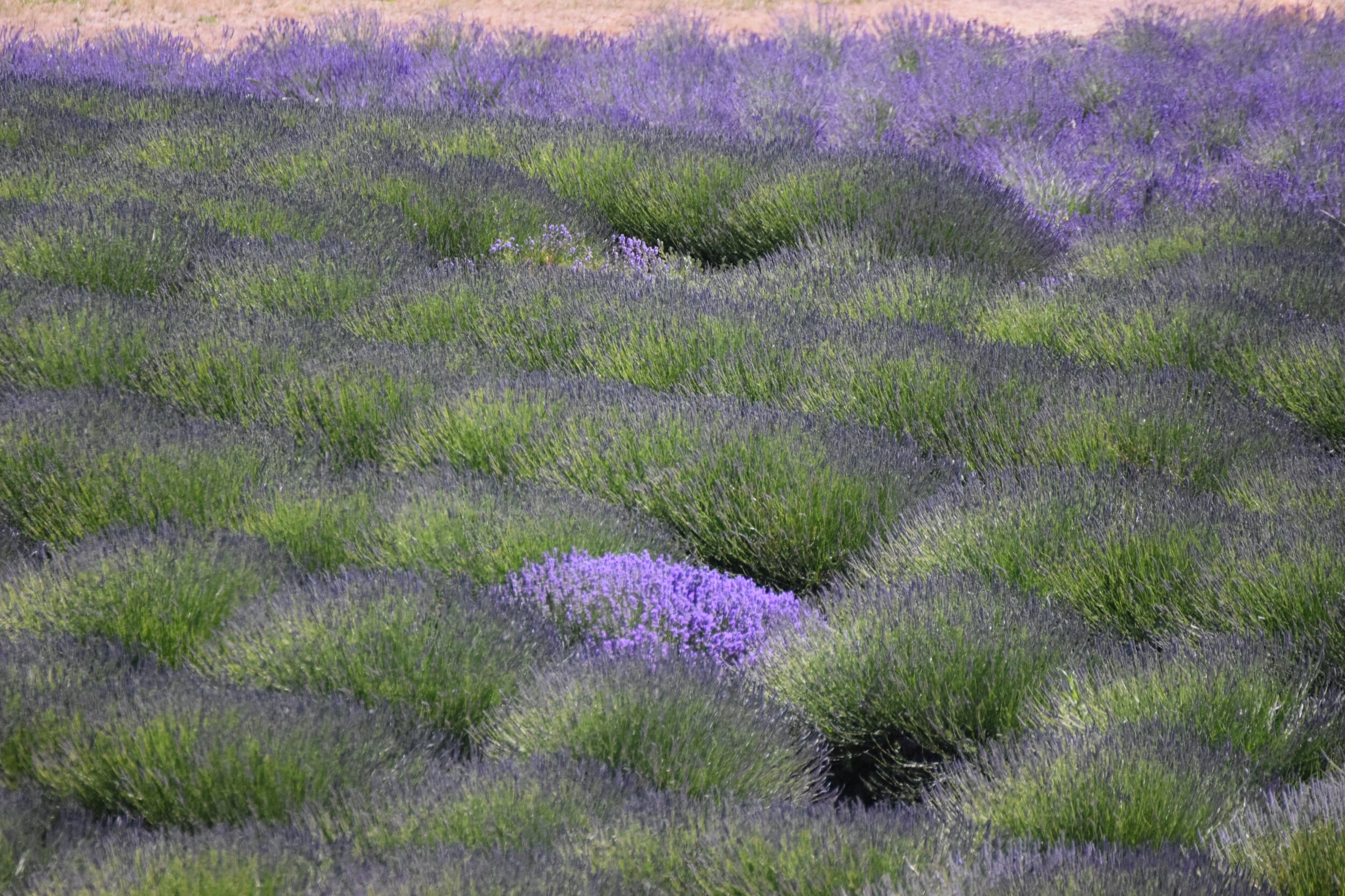 Lavender Mist.JPG