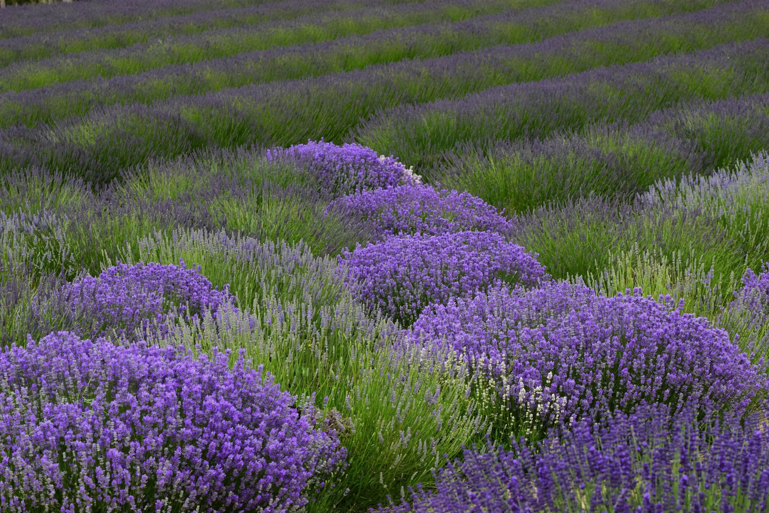Lavender Spring.JPG