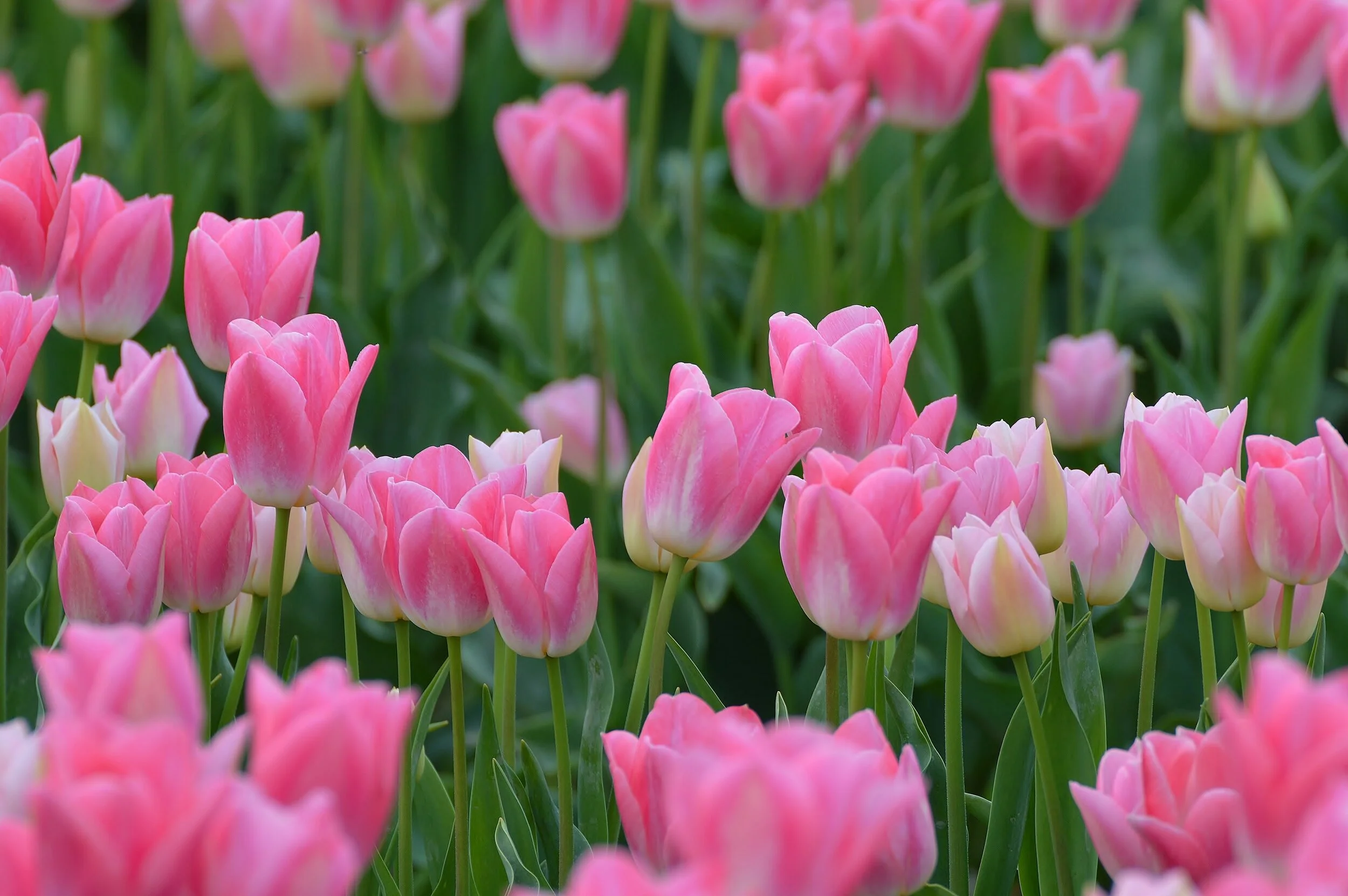 Spring Awakening.JPG